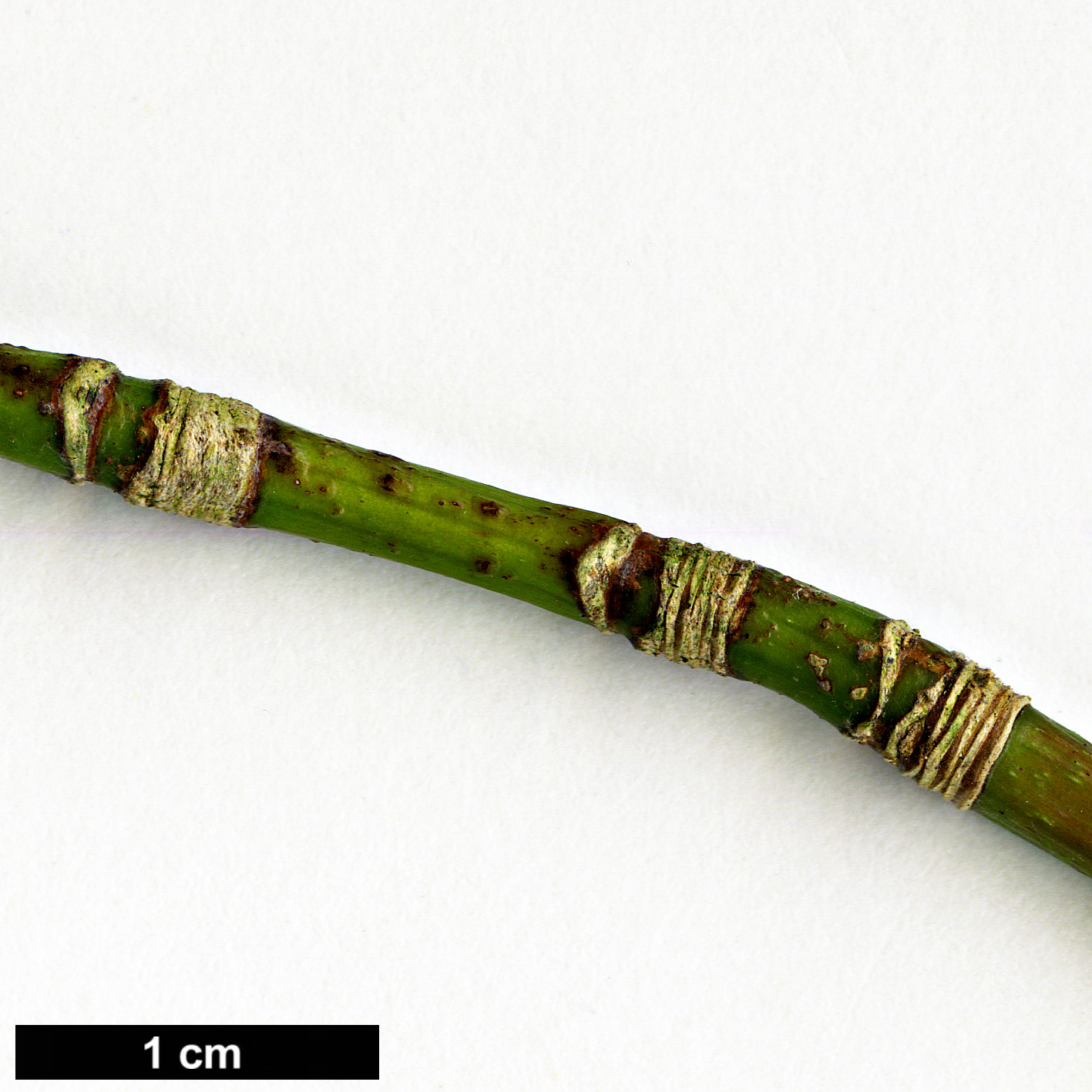 High resolution image: Family: Sapindaceae - Genus: Acer - Taxon: chapaense High resolution image: Family: Sapindaceae - Genus: Acer - Taxon: chapaense