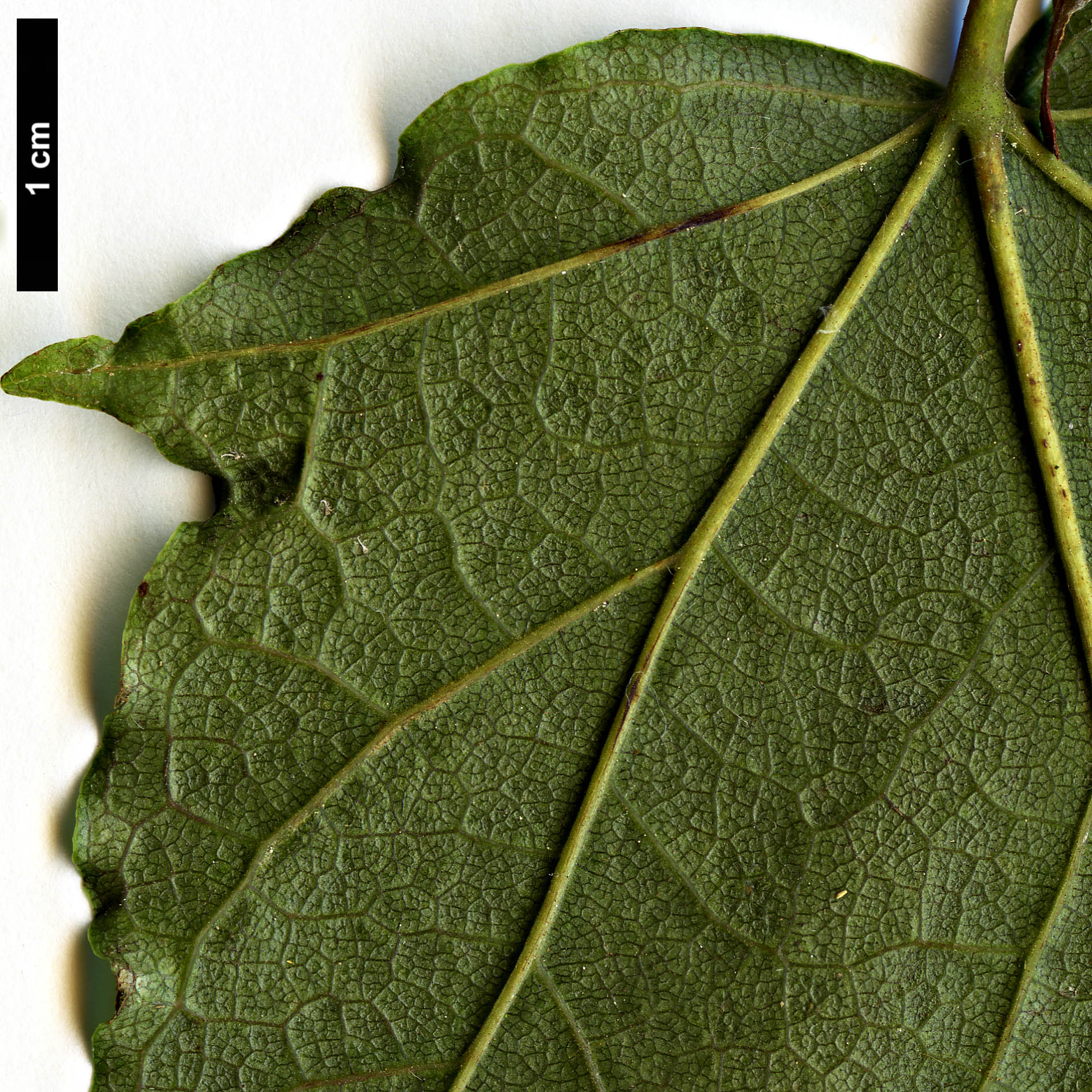 High resolution image: Family: Sapindaceae - Genus: Acer - Taxon: chapaense High resolution image: Family: Sapindaceae - Genus: Acer - Taxon: chapaense