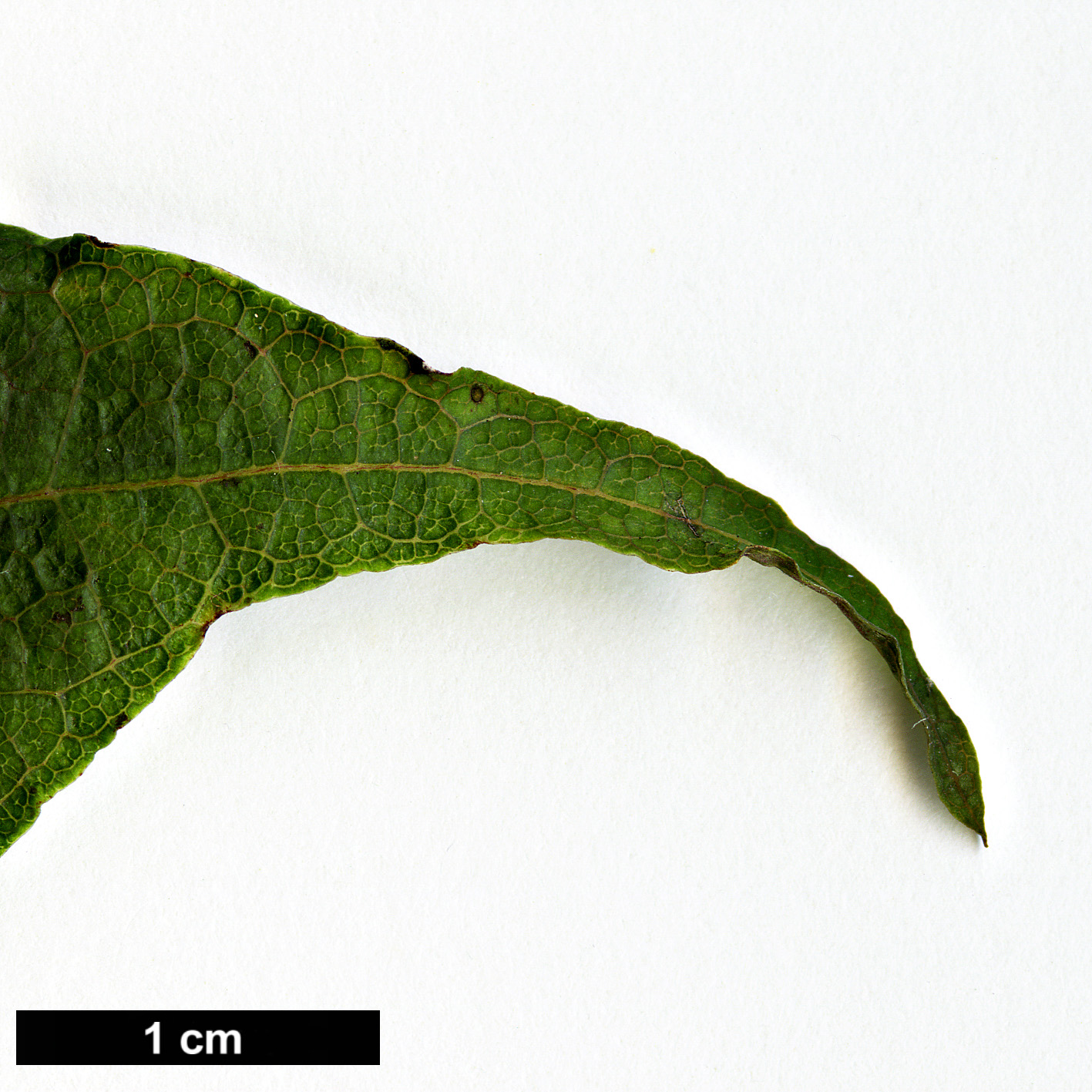 High resolution image: Family: Sapindaceae - Genus: Acer - Taxon: chapaense High resolution image: Family: Sapindaceae - Genus: Acer - Taxon: chapaense