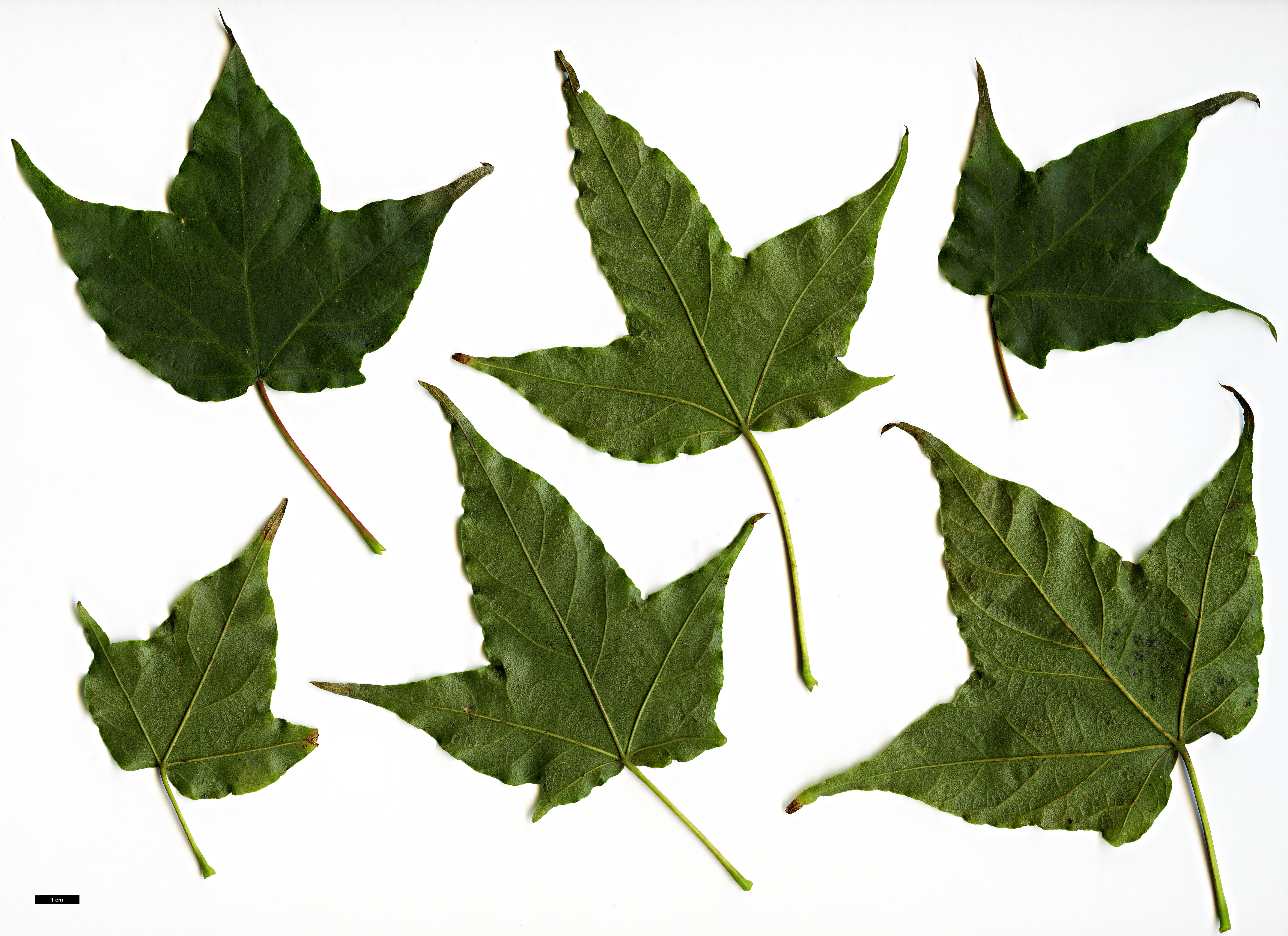 High resolution image: Family: Sapindaceae - Genus: Acer - Taxon: chapaense High resolution image: Family: Sapindaceae - Genus: Acer - Taxon: chapaense