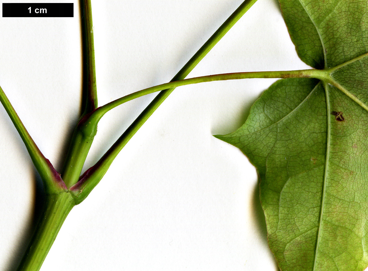 High resolution image: Family: Sapindaceae - Genus: Acer - Taxon: chapaense High resolution image: Family: Sapindaceae - Genus: Acer - Taxon: chapaense