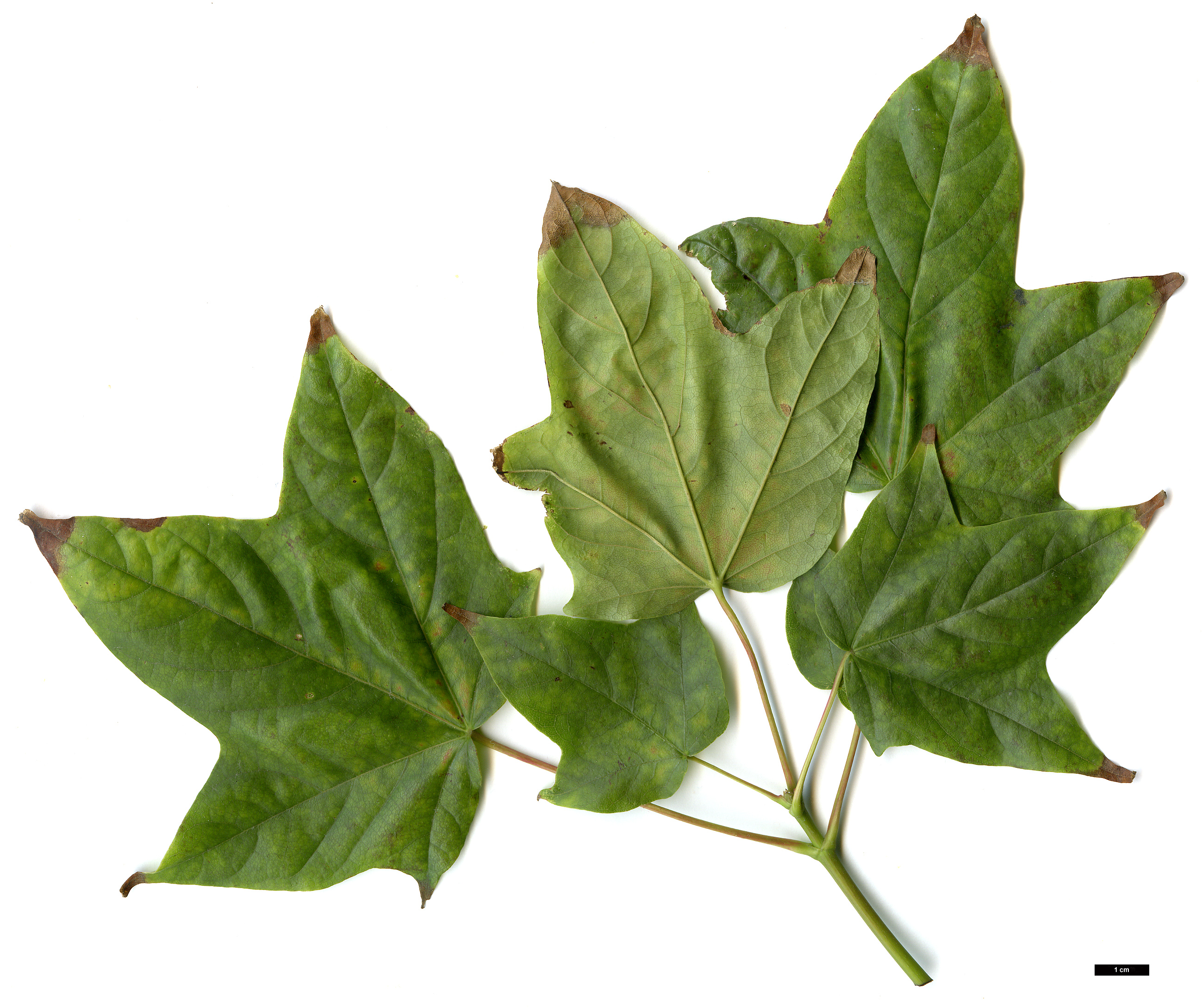 High resolution image: Family: Sapindaceae - Genus: Acer - Taxon: chapaense