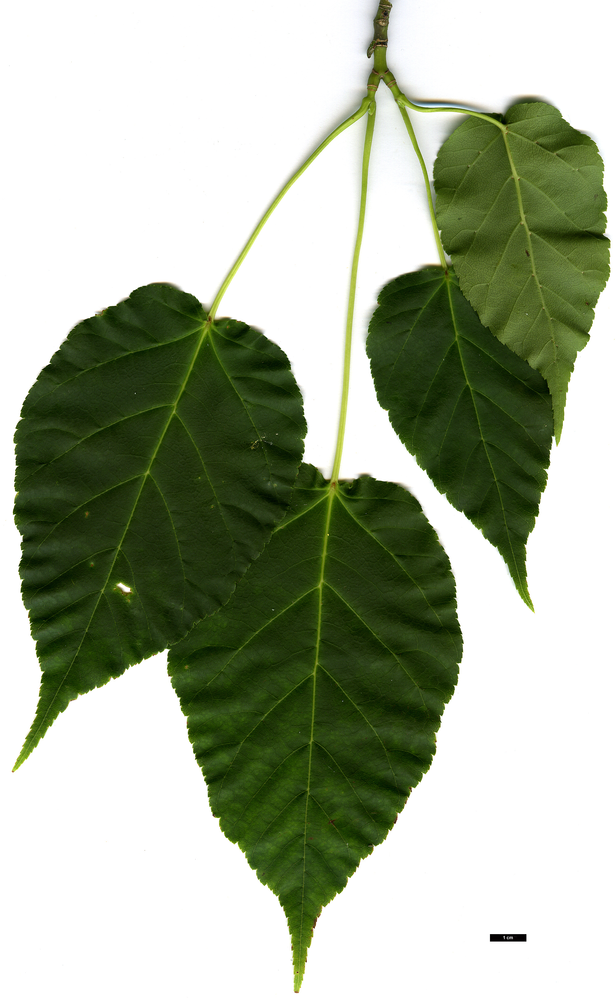 High resolution image: Family: Sapindaceae - Genus: Acer - Taxon: davidii - SpeciesSub: 'Cantonspark'