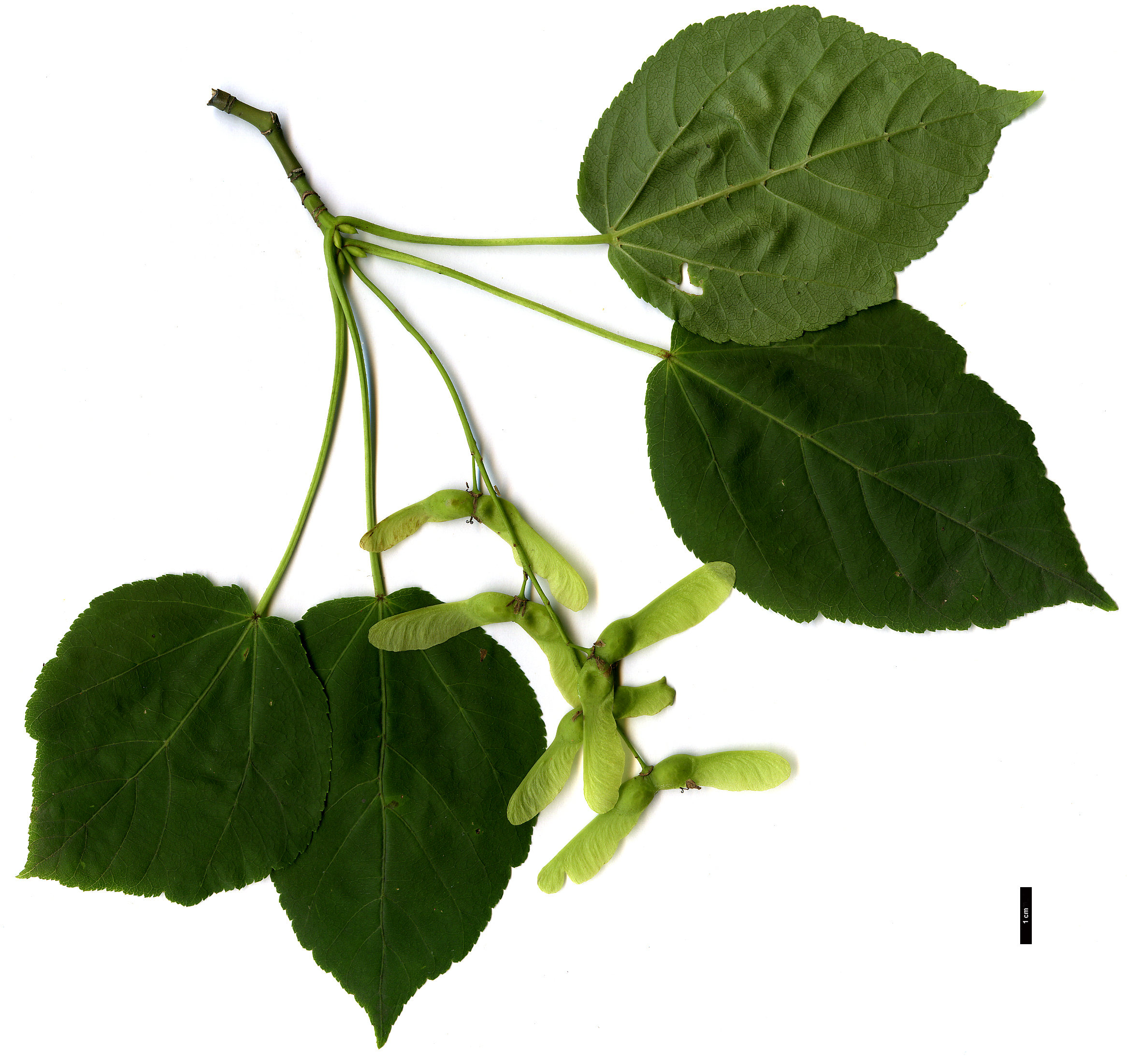 High resolution image: Family: Sapindaceae - Genus: Acer - Taxon: davidii