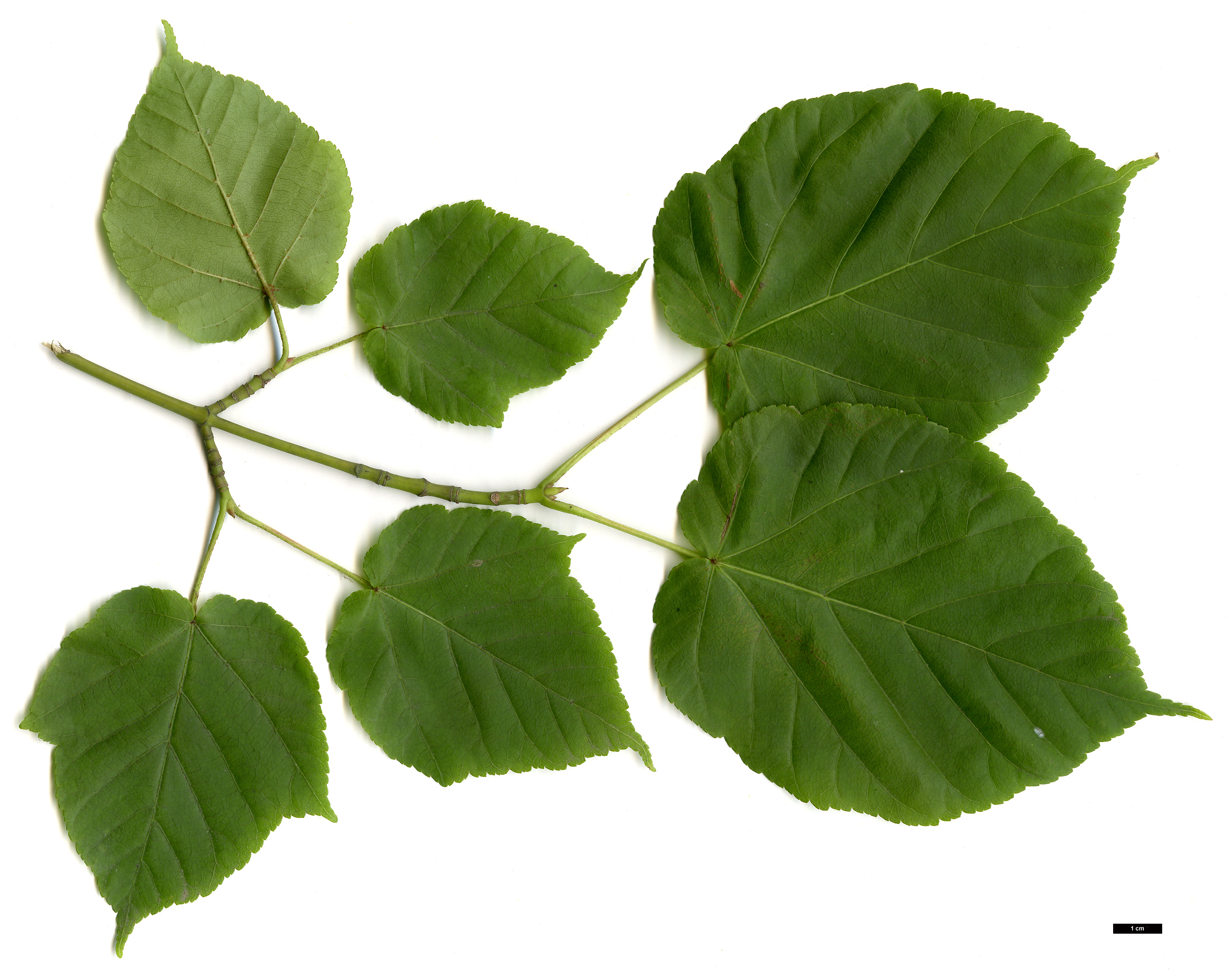 High resolution image: Family: Sapindaceae - Genus: Acer - Taxon: davidii