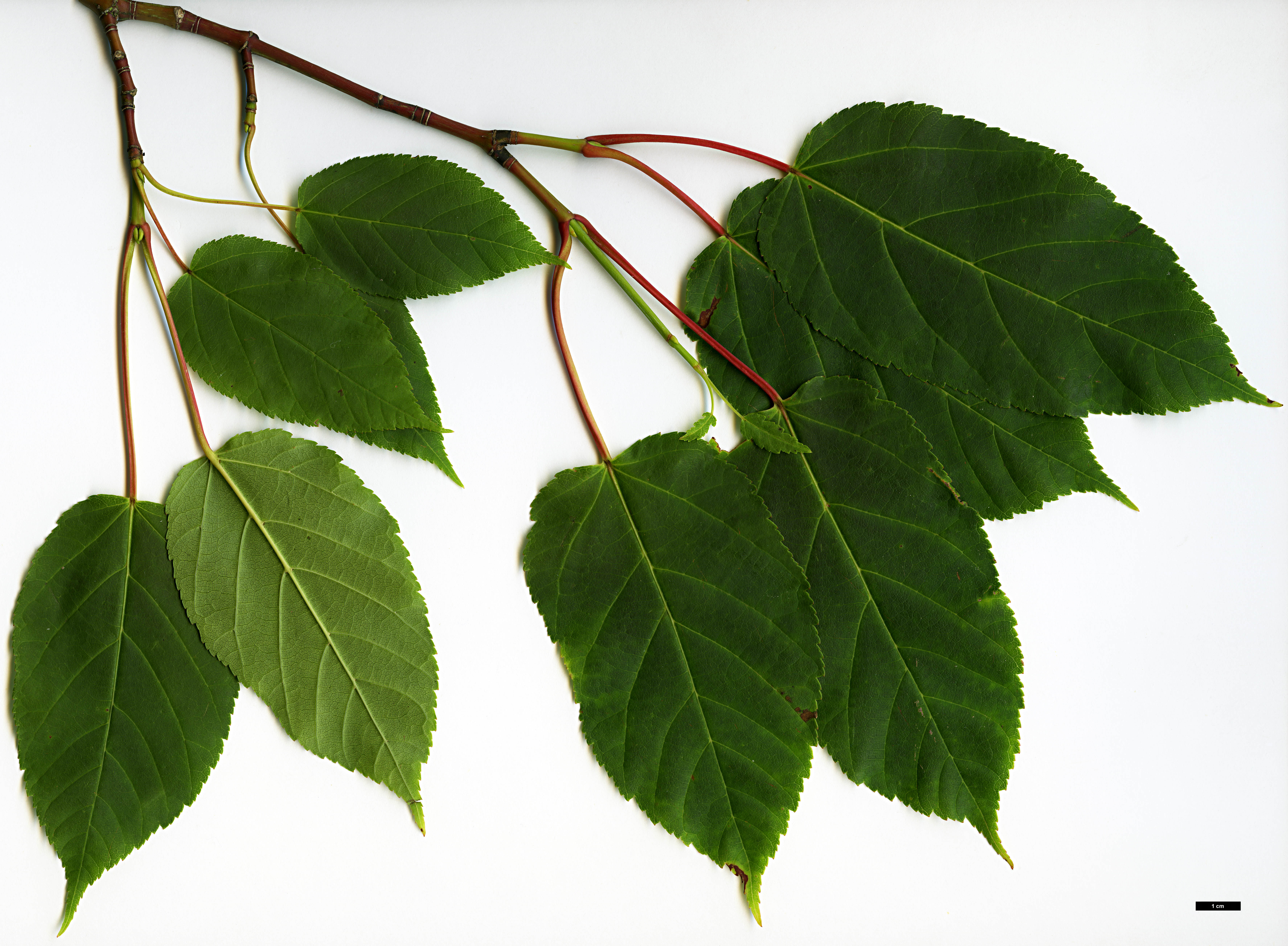 High resolution image: Family: Sapindaceae - Genus: Acer - Taxon: davidii