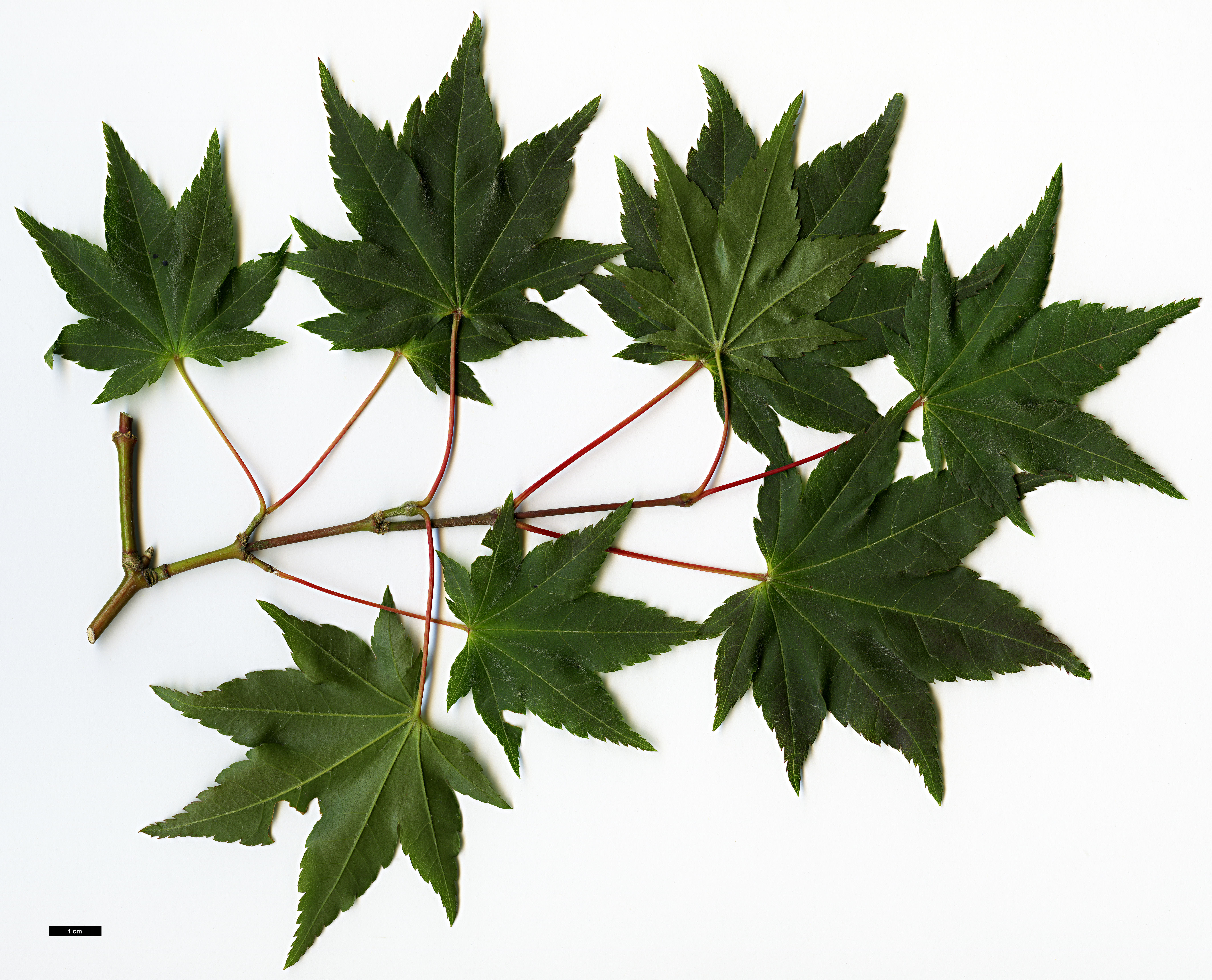 High resolution image: Family: Sapindaceae - Genus: Acer - Taxon: duplicatoserratum