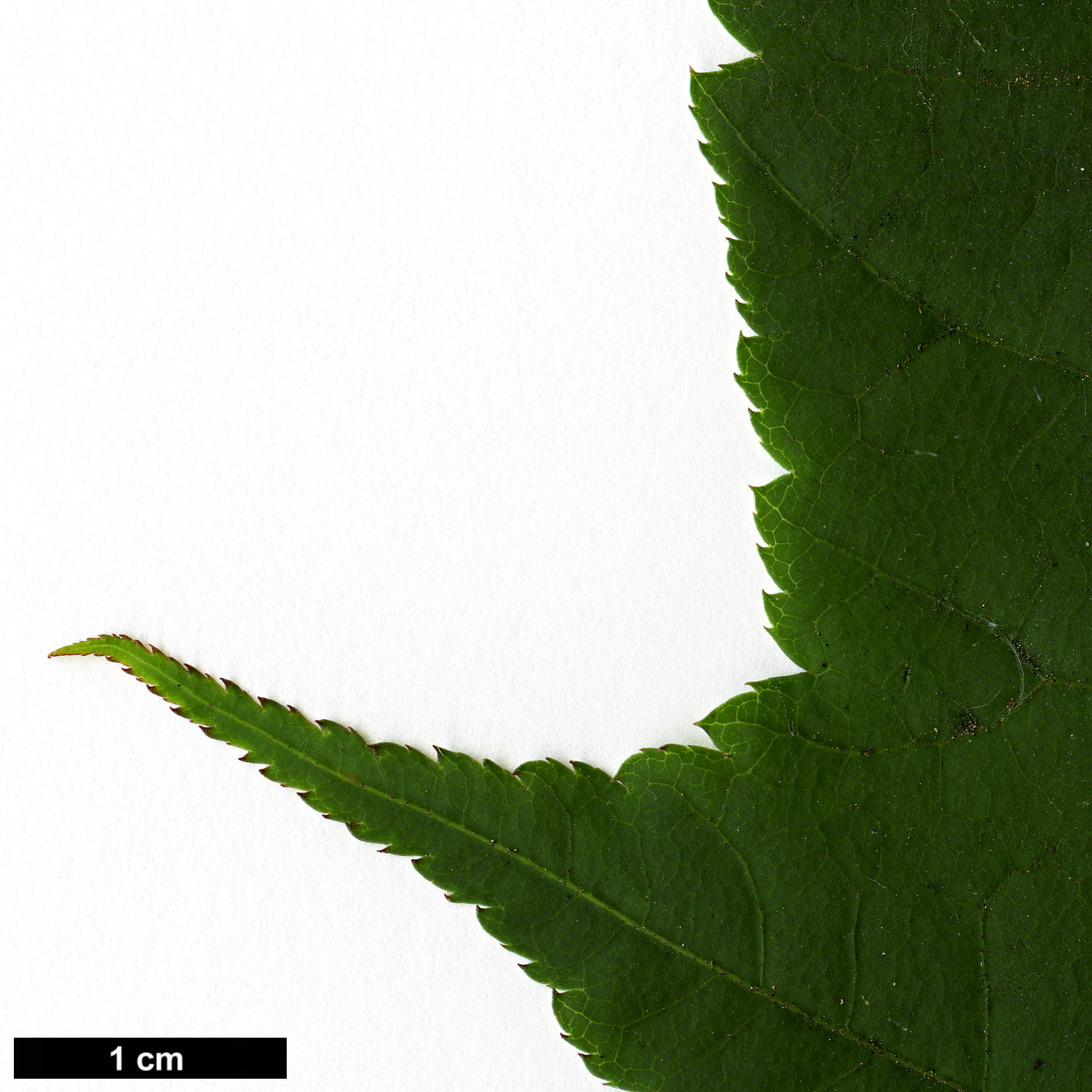 High resolution image: Family: Sapindaceae - Genus: Acer - Taxon: forrestii