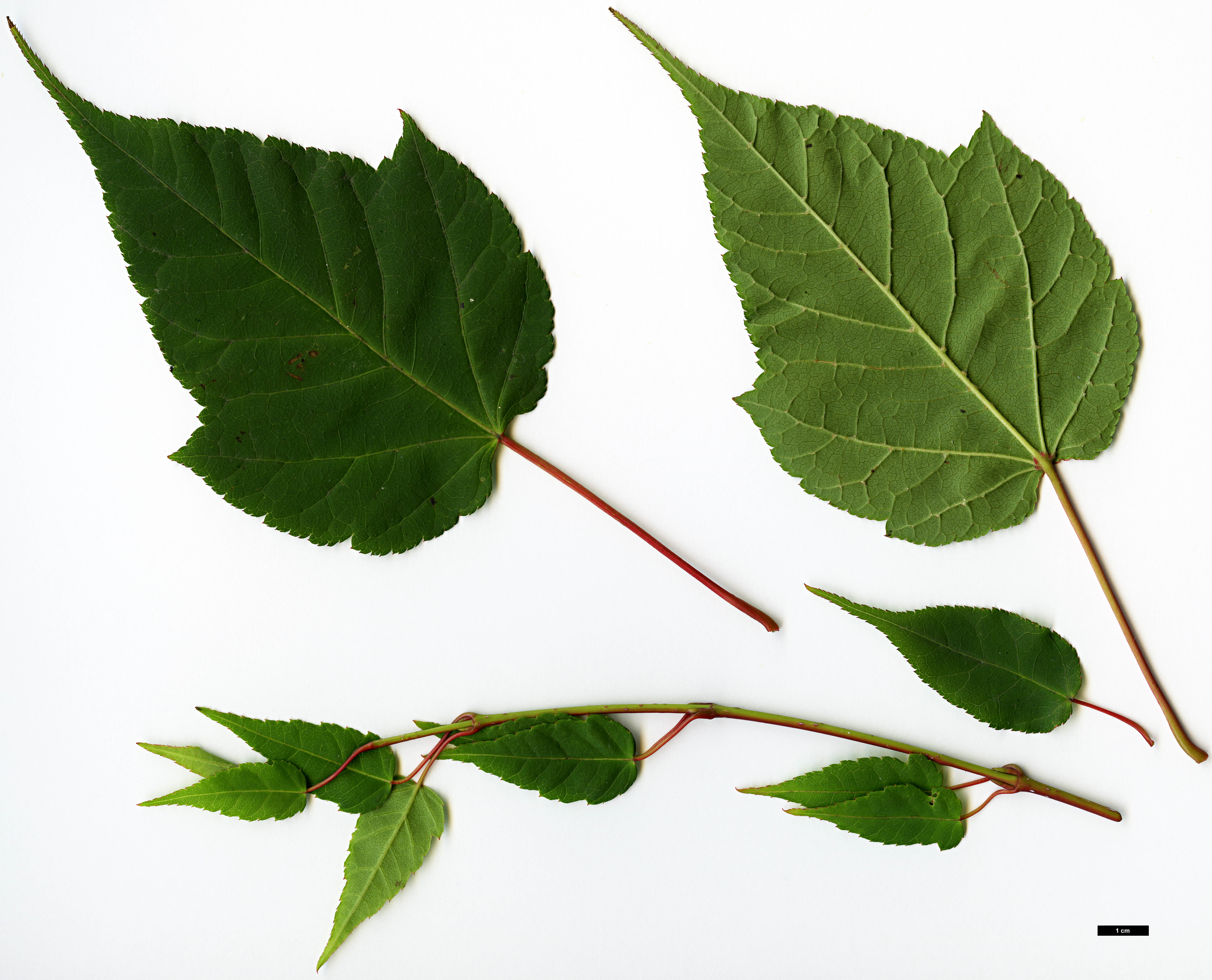 High resolution image: Family: Sapindaceae - Genus: Acer - Taxon: forrestii