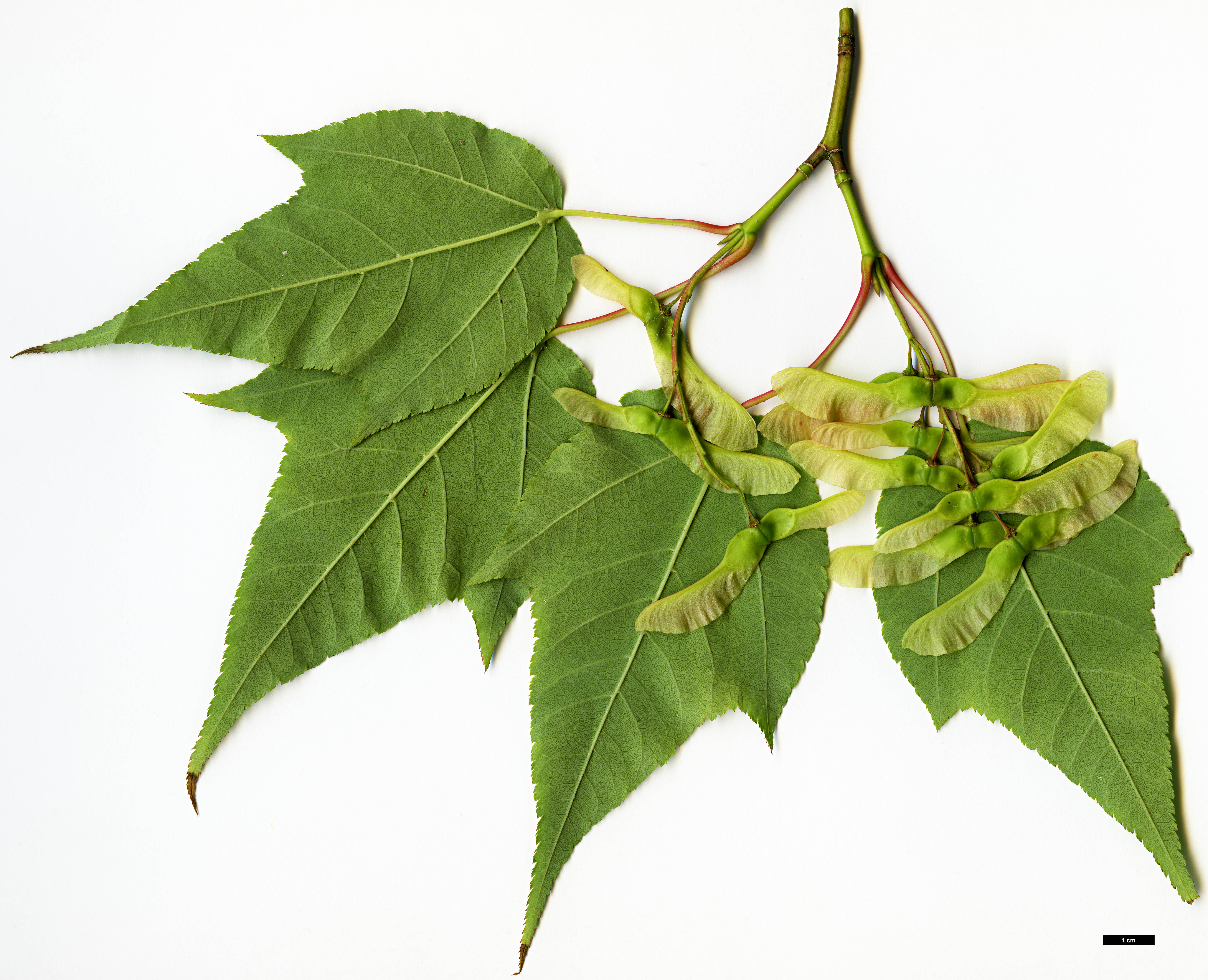 High resolution image: Family: Sapindaceae - Genus: Acer - Taxon: forrestii