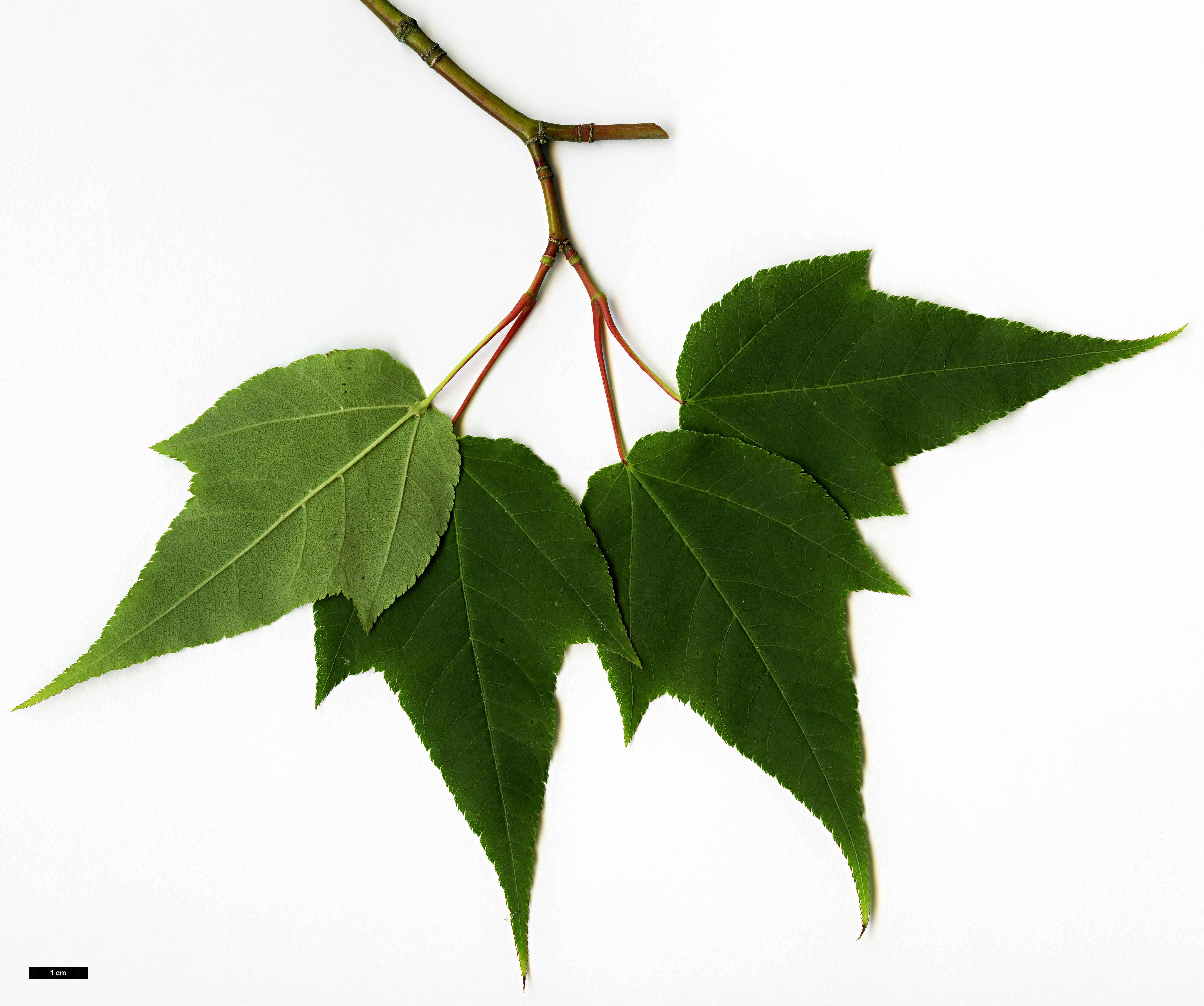 High resolution image: Family: Sapindaceae - Genus: Acer - Taxon: forrestii