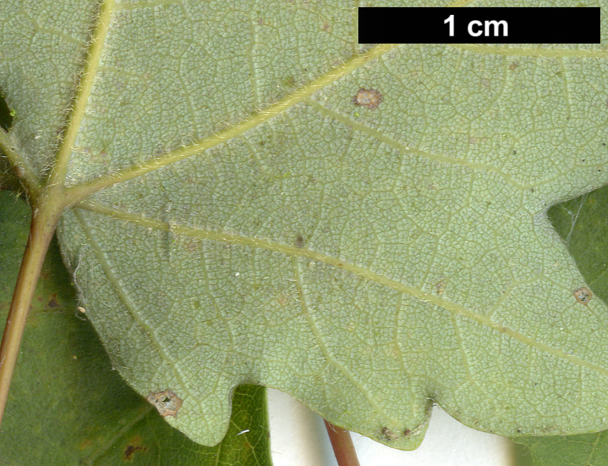 High resolution image: Family: Sapindaceae - Genus: Acer - Taxon: grandidentatum High resolution image: Family: Sapindaceae - Genus: Acer - Taxon: grandidentatum