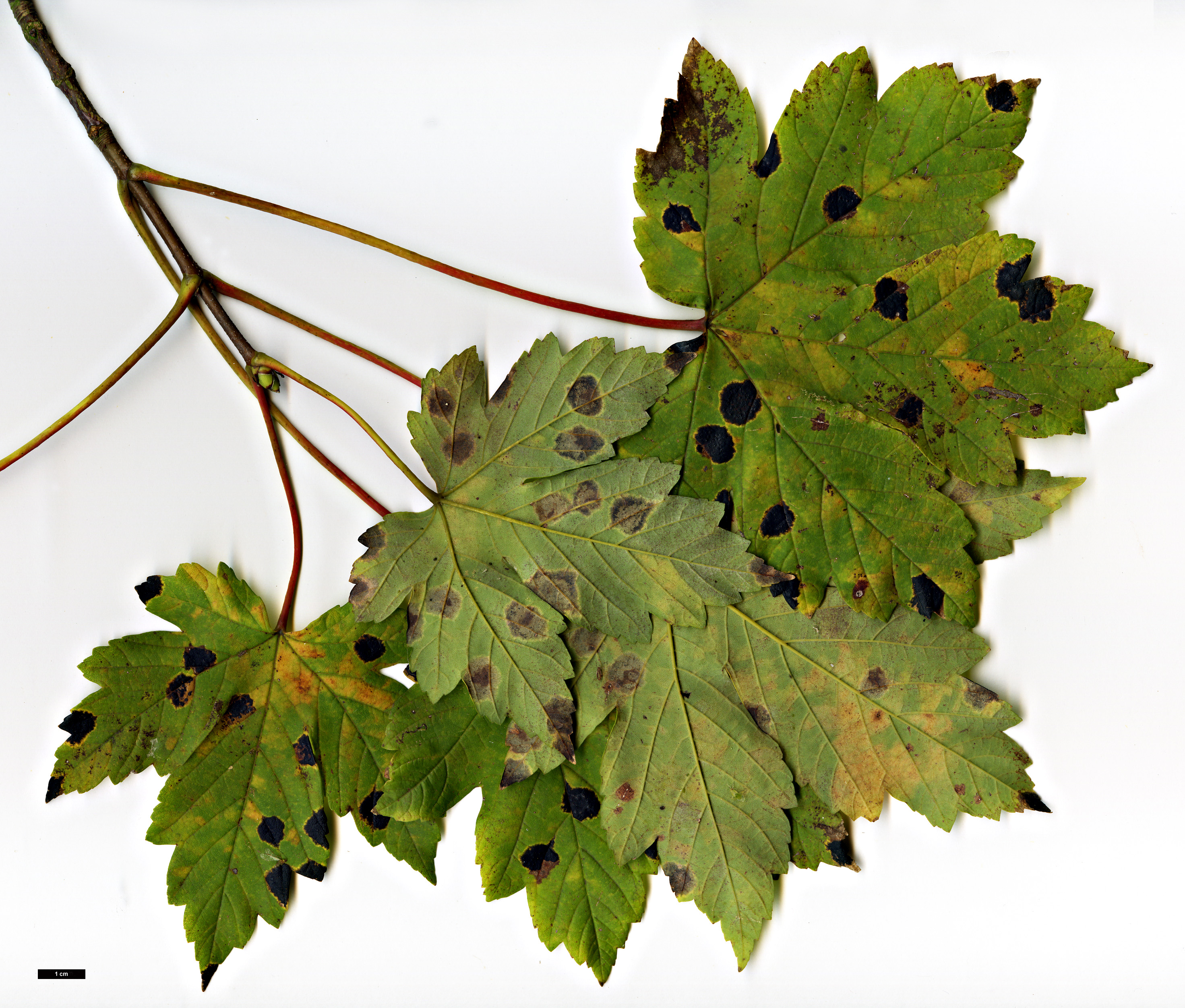High resolution image: Family: Sapindaceae - Genus: Acer - Taxon: heldreichii