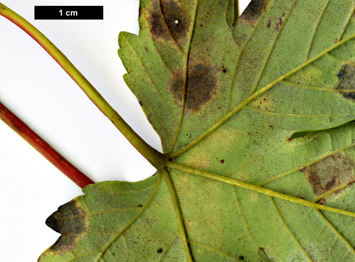 High resolution image: Family: Sapindaceae - Genus: Acer - Taxon: heldreichii