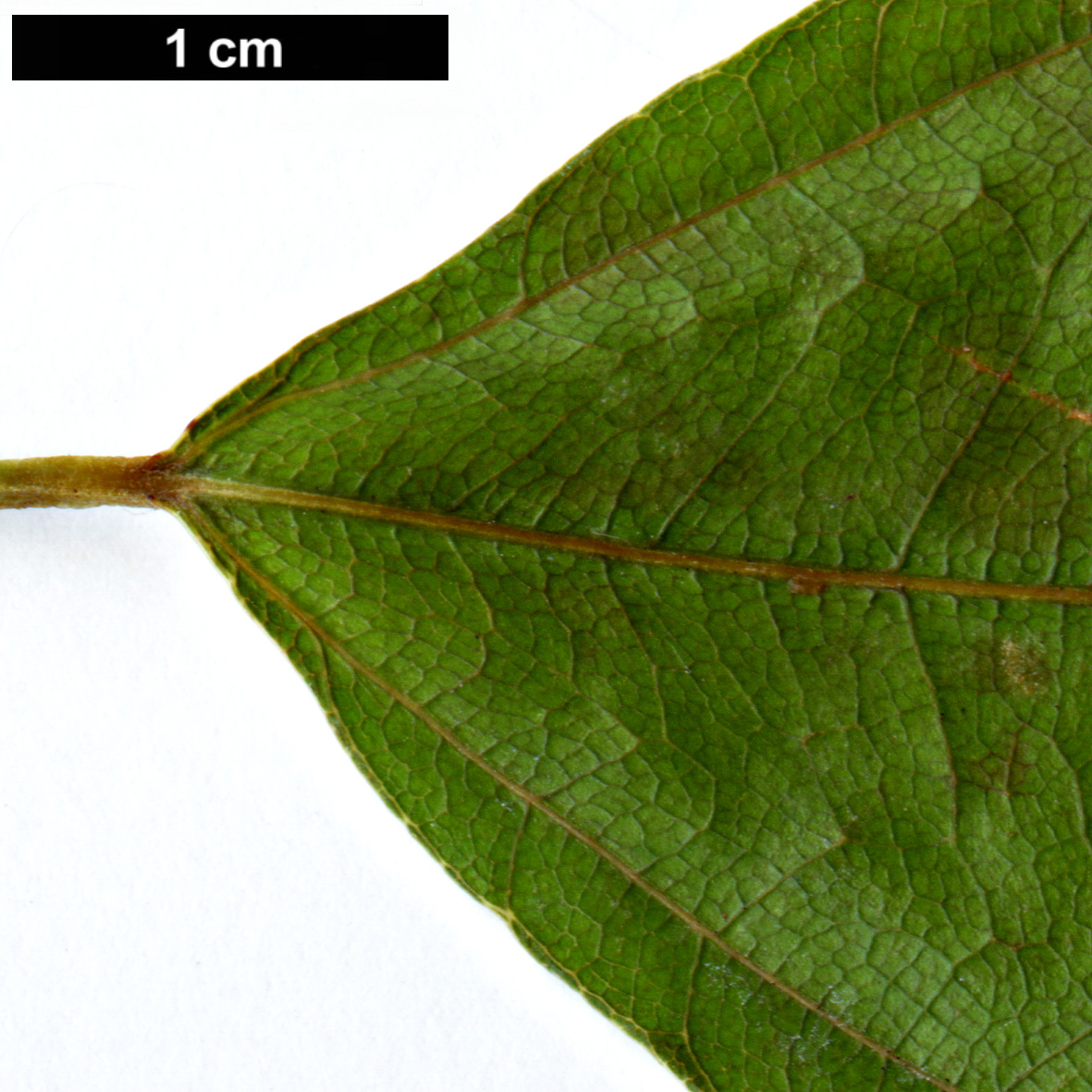 High resolution image: Family: Sapindaceae - Genus: Acer - Taxon: laurinum