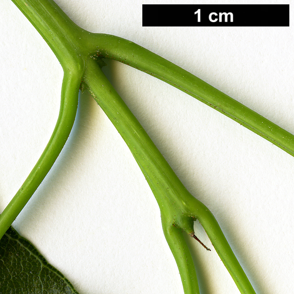 High resolution image: Family: Sapindaceae - Genus: Acer - Taxon: laurinum High resolution image: Family: Sapindaceae - Genus: Acer - Taxon: laurinum