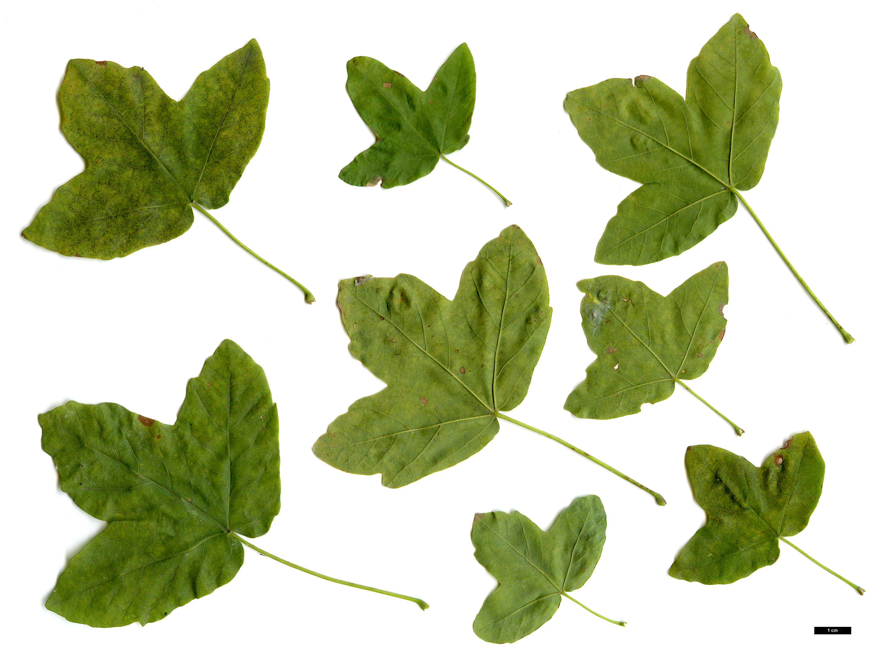 High resolution image: Family: Sapindaceae - Genus: Acer - Taxon: monspessulanum High resolution image: Family: Sapindaceae - Genus: Acer - Taxon: monspessulanum