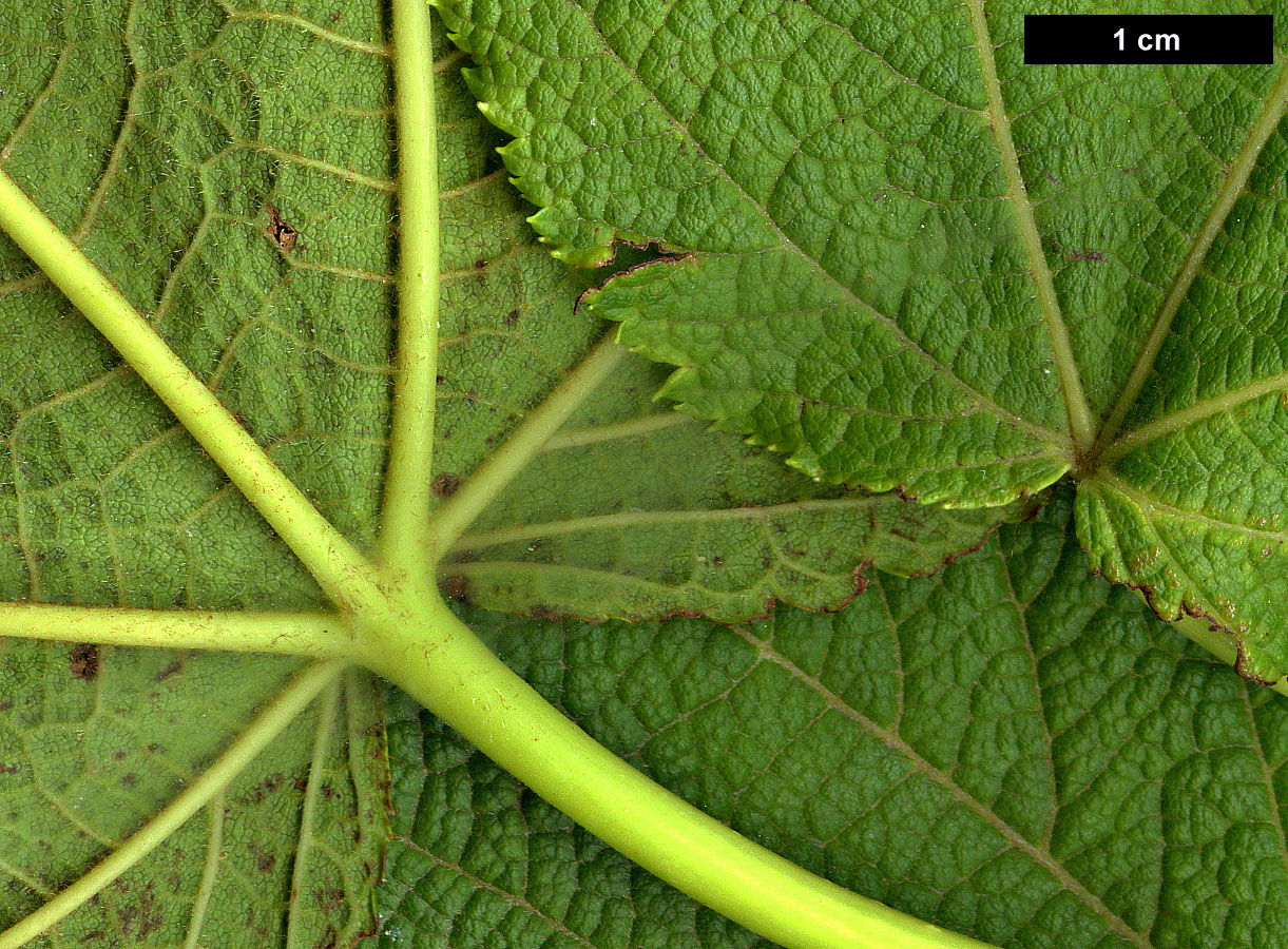 High resolution image: Family: Sapindaceae - Genus: Acer - Taxon: nipponicum