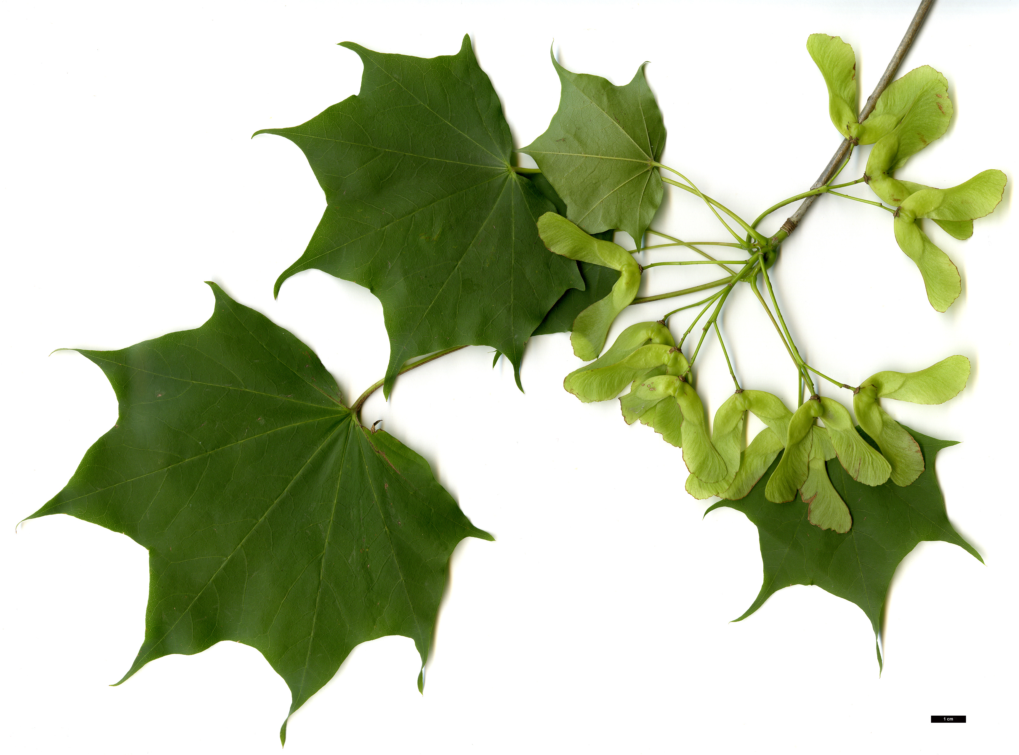 High resolution image: Family: Sapindaceae - Genus: Acer - Taxon: pictum High resolution image: Family: Sapindaceae - Genus: Acer - Taxon: pictum