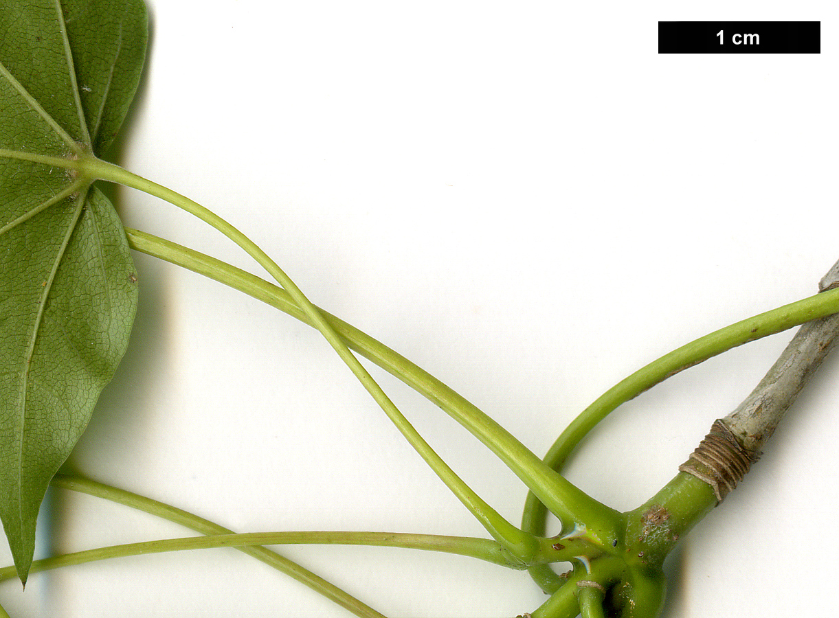 High resolution image: Family: Sapindaceae - Genus: Acer - Taxon: pictum High resolution image: Family: Sapindaceae - Genus: Acer - Taxon: pictum