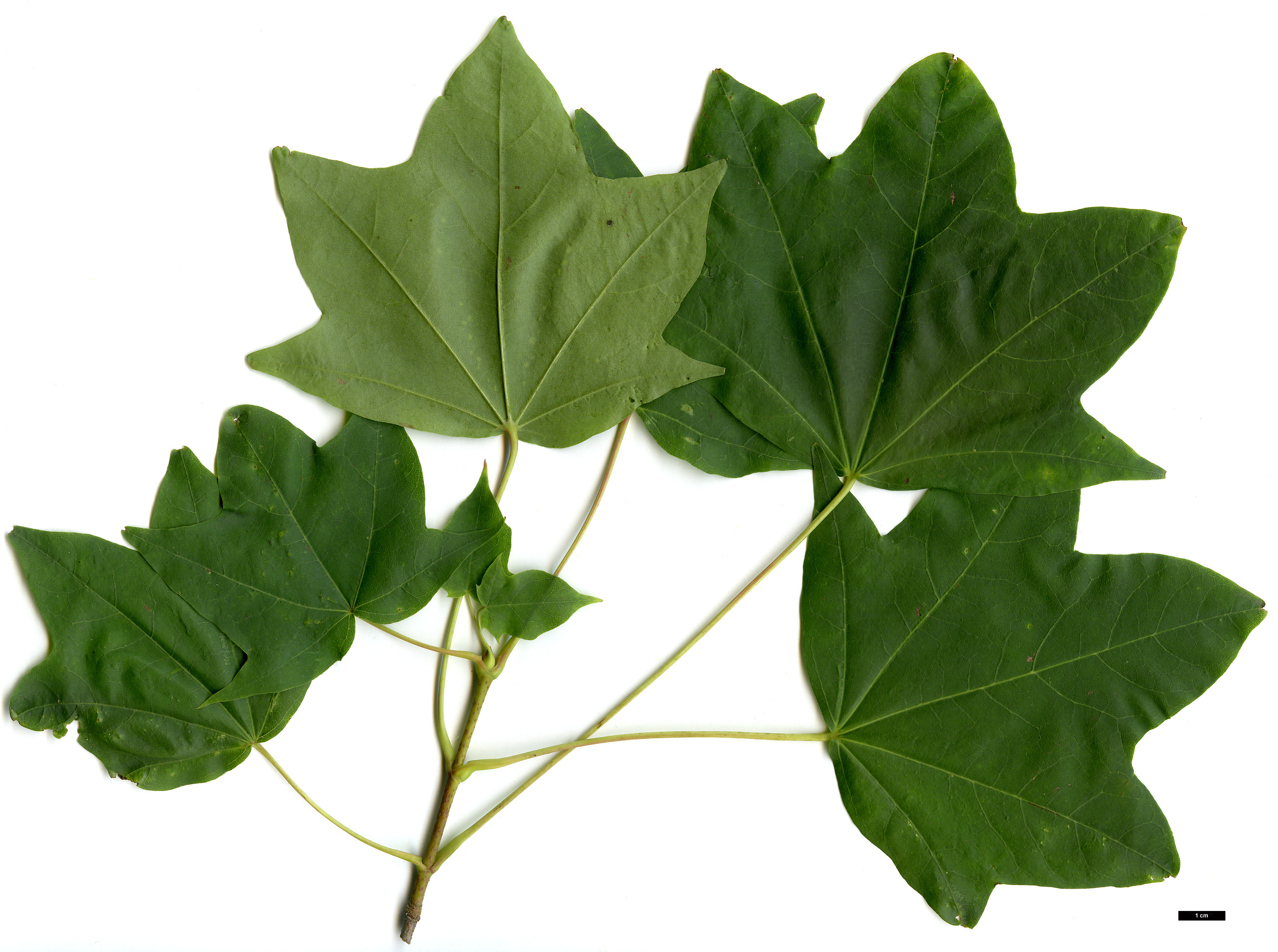 High resolution image: Family: Sapindaceae - Genus: Acer - Taxon: pictum High resolution image: Family: Sapindaceae - Genus: Acer - Taxon: pictum