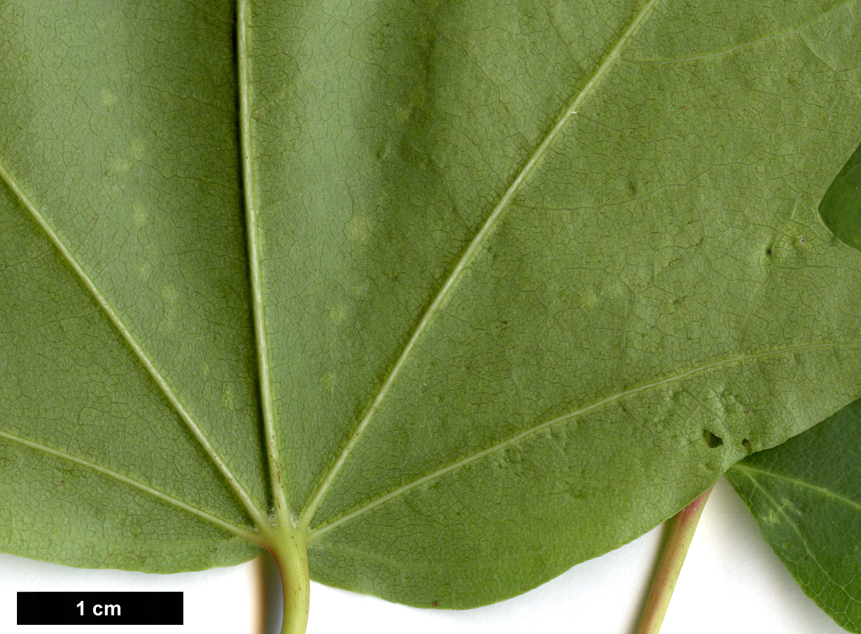 High resolution image: Family: Sapindaceae - Genus: Acer - Taxon: pictum High resolution image: Family: Sapindaceae - Genus: Acer - Taxon: pictum