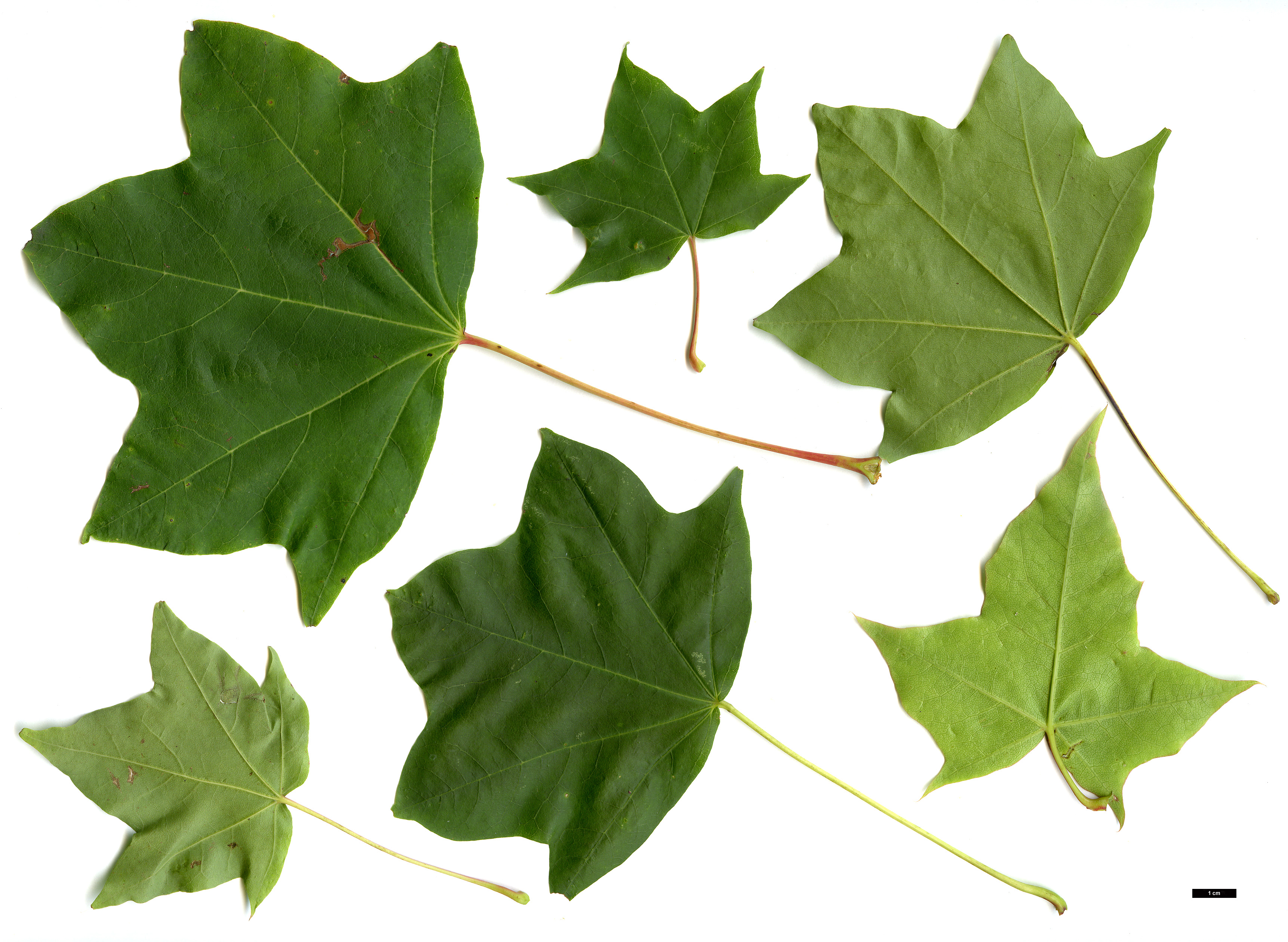 High resolution image: Family: Sapindaceae - Genus: Acer - Taxon: pictum High resolution image: Family: Sapindaceae - Genus: Acer - Taxon: pictum