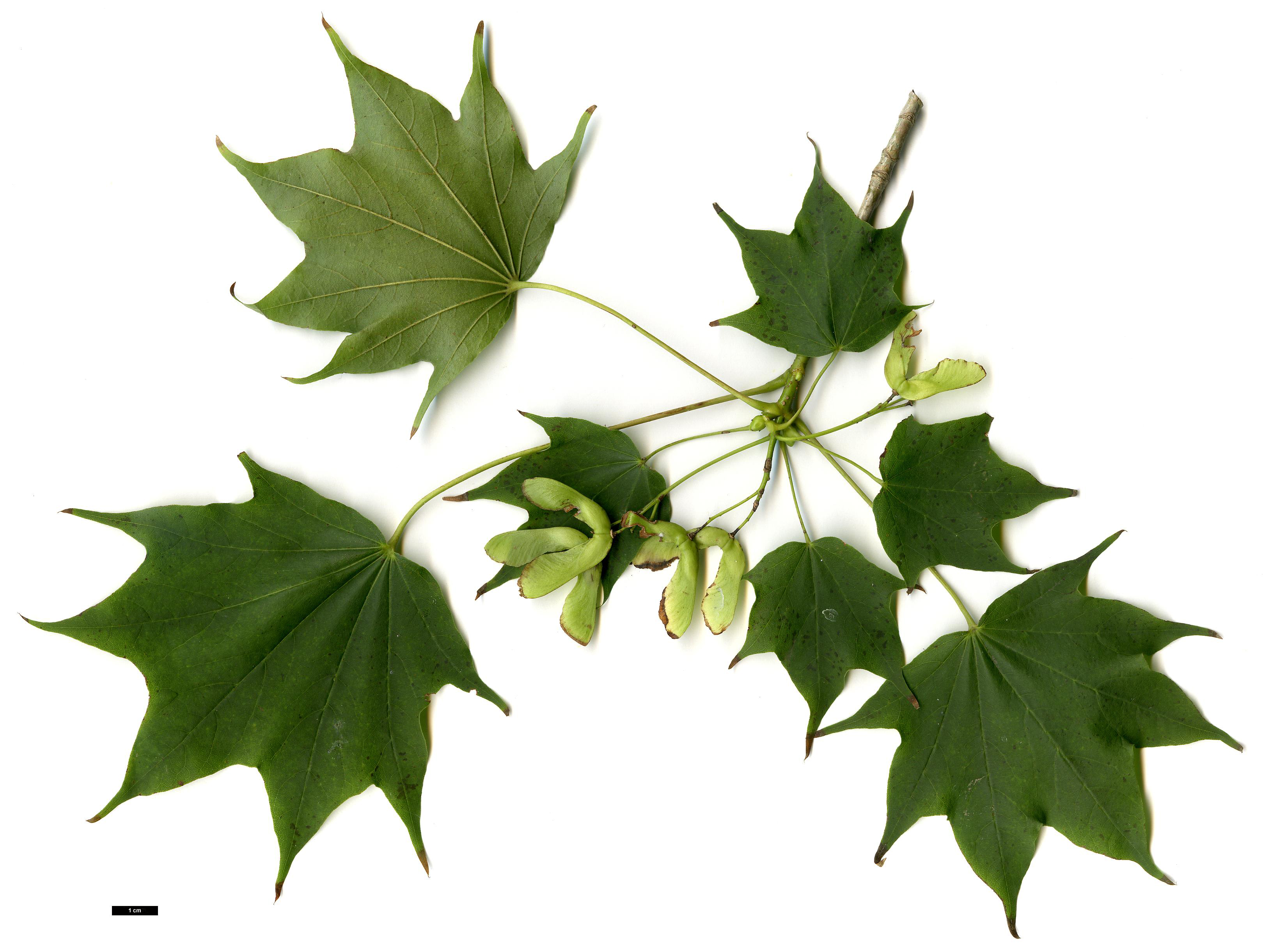 High resolution image: Family: Sapindaceae - Genus: Acer - Taxon: pictum High resolution image: Family: Sapindaceae - Genus: Acer - Taxon: pictum