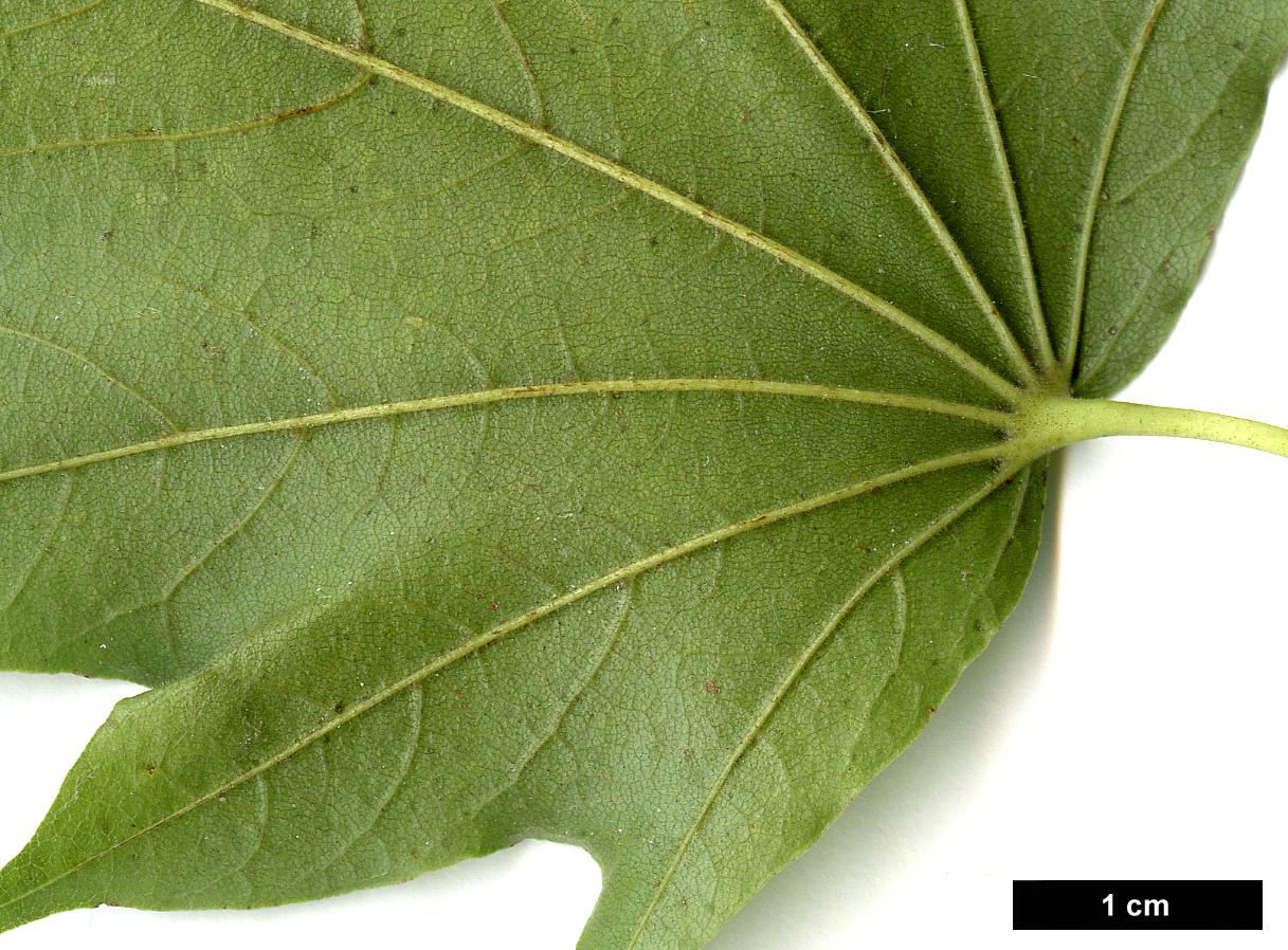 High resolution image: Family: Sapindaceae - Genus: Acer - Taxon: pictum High resolution image: Family: Sapindaceae - Genus: Acer - Taxon: pictum