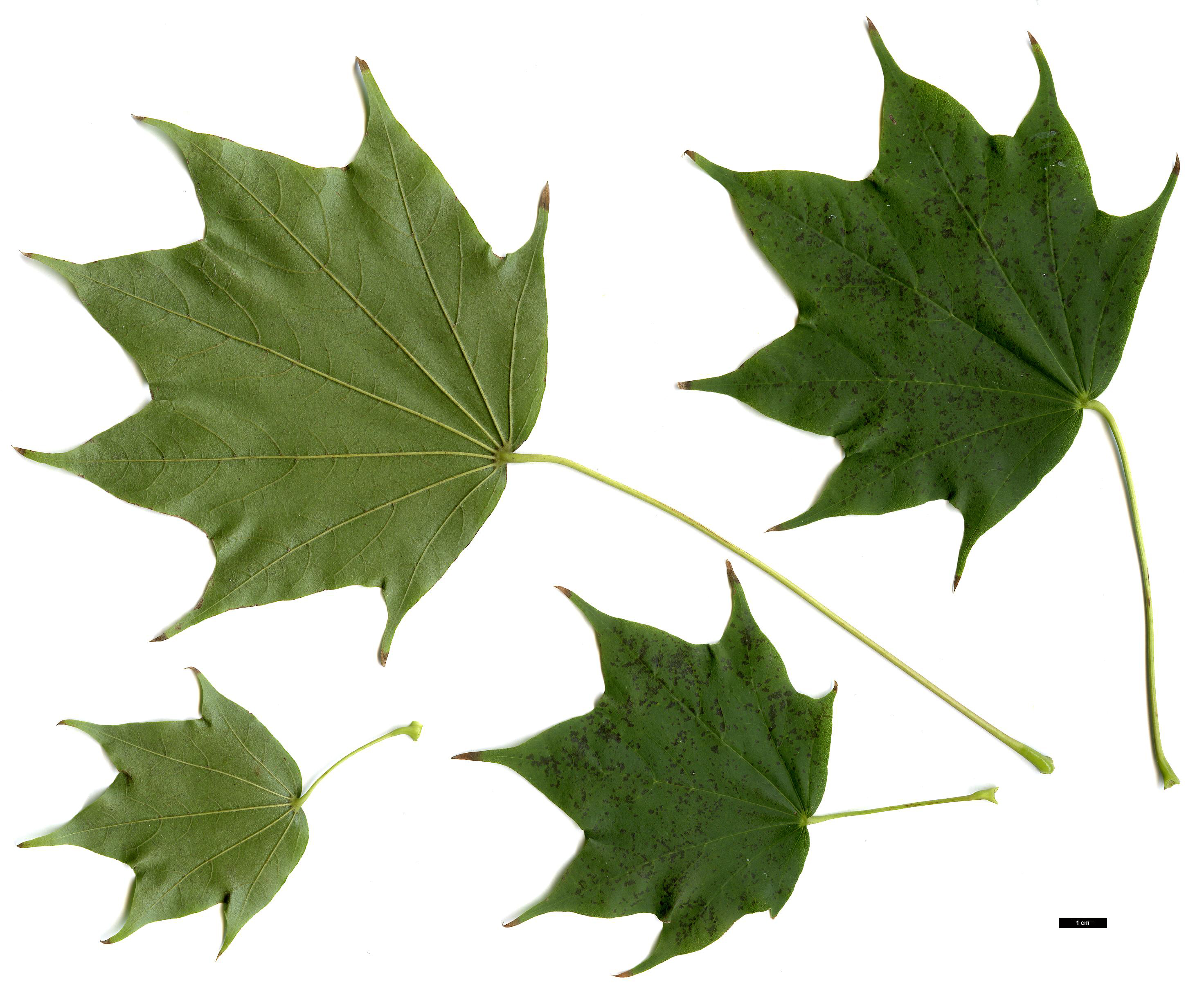 High resolution image: Family: Sapindaceae - Genus: Acer - Taxon: pictum High resolution image: Family: Sapindaceae - Genus: Acer - Taxon: pictum