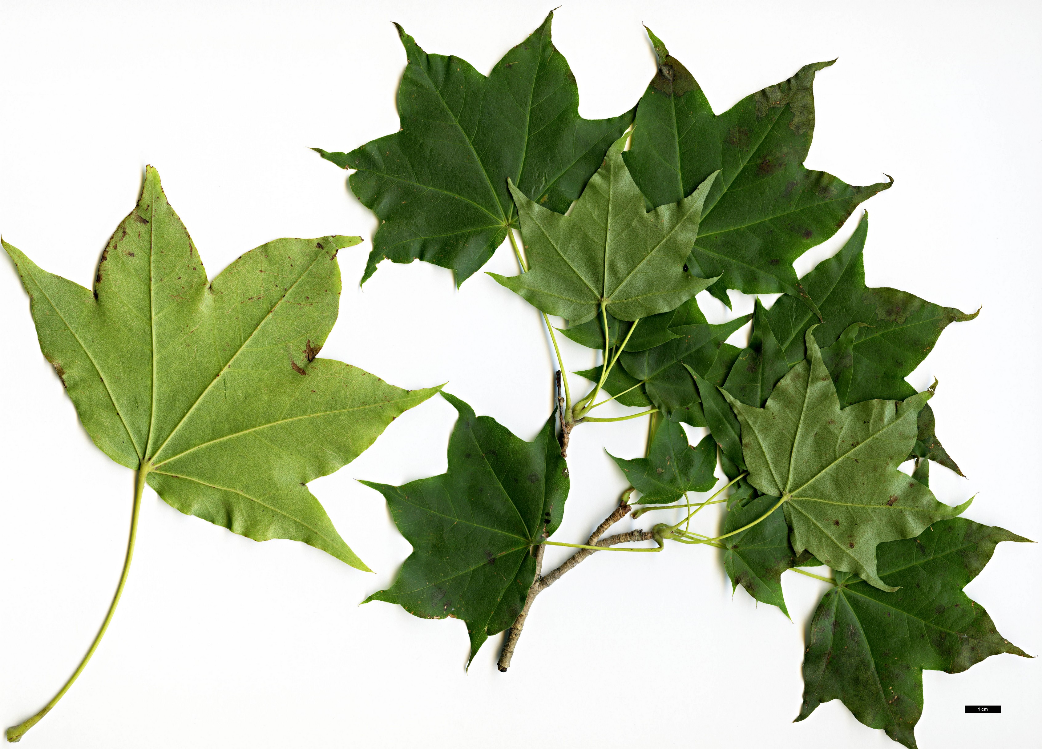 High resolution image: Family: Sapindaceae - Genus: Acer - Taxon: pictum High resolution image: Family: Sapindaceae - Genus: Acer - Taxon: pictum