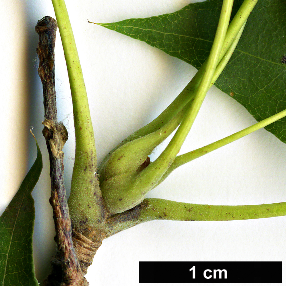 High resolution image: Family: Sapindaceae - Genus: Acer - Taxon: pictum High resolution image: Family: Sapindaceae - Genus: Acer - Taxon: pictum