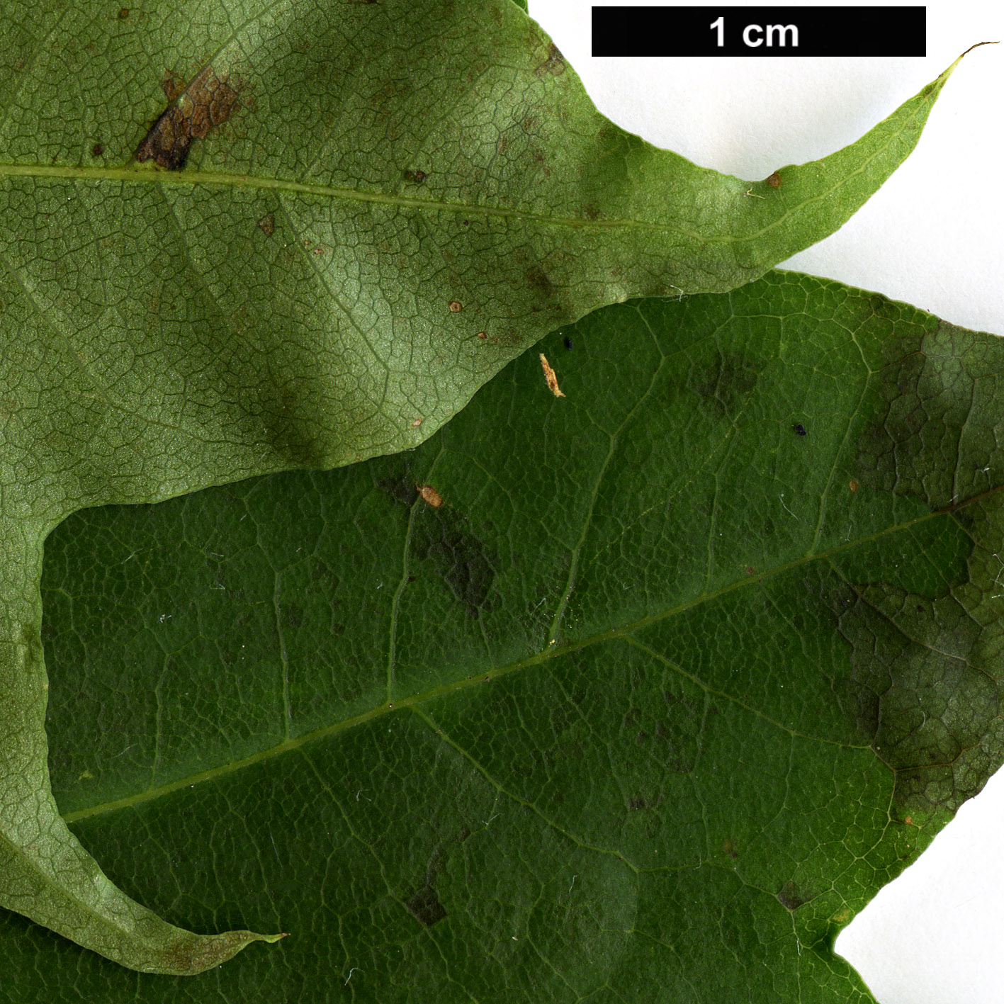 High resolution image: Family: Sapindaceae - Genus: Acer - Taxon: pictum High resolution image: Family: Sapindaceae - Genus: Acer - Taxon: pictum