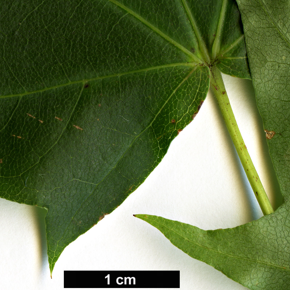 High resolution image: Family: Sapindaceae - Genus: Acer - Taxon: pictum High resolution image: Family: Sapindaceae - Genus: Acer - Taxon: pictum