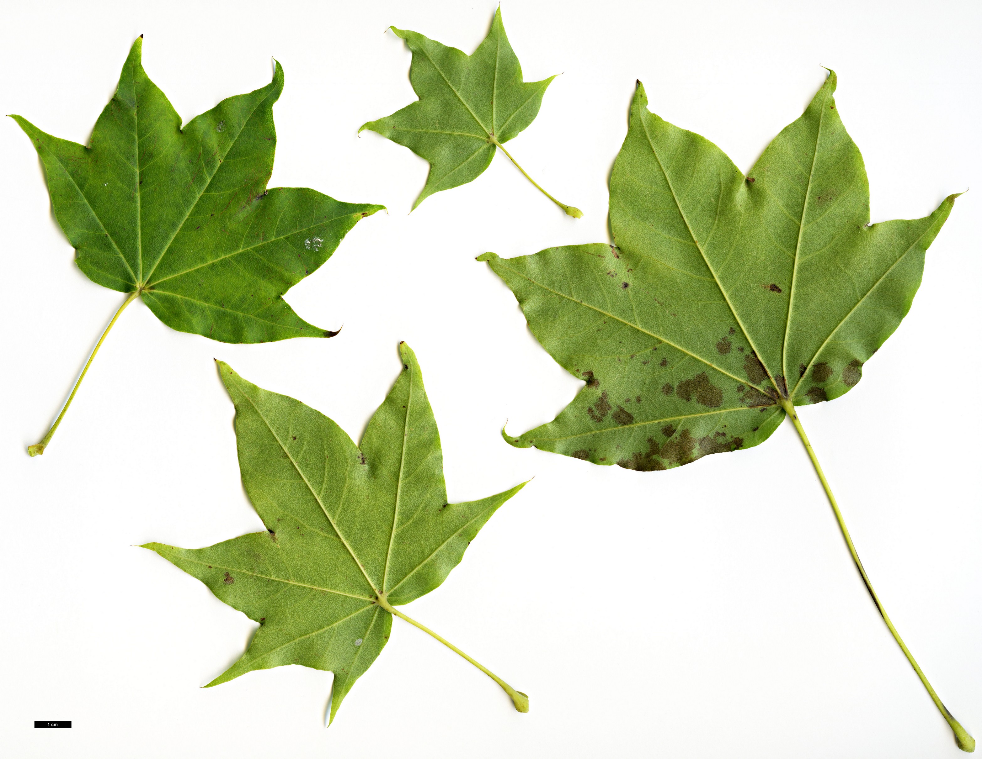 High resolution image: Family: Sapindaceae - Genus: Acer - Taxon: pictum High resolution image: Family: Sapindaceae - Genus: Acer - Taxon: pictum