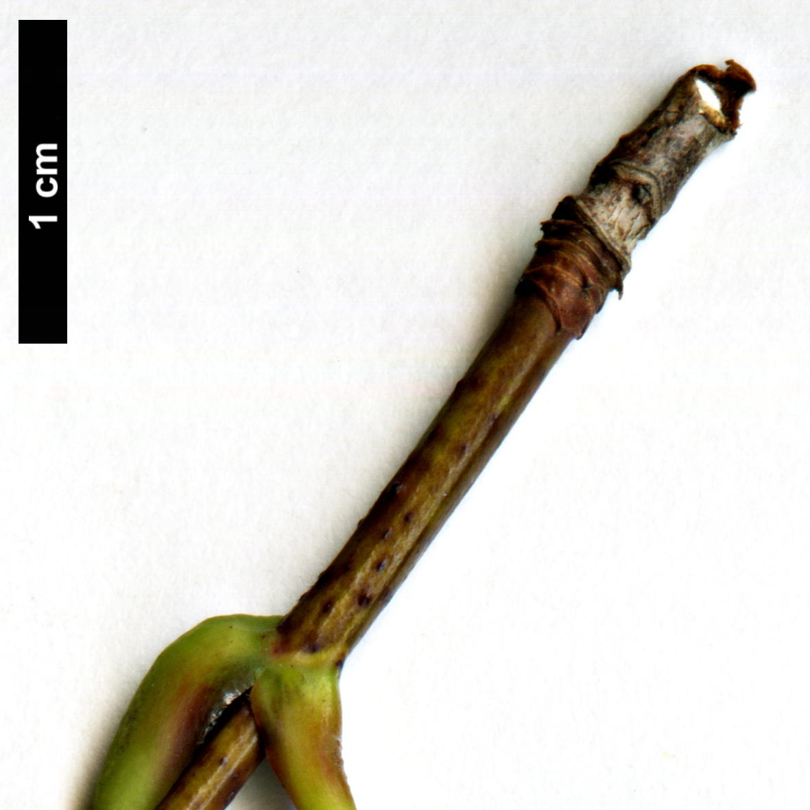 High resolution image: Family: Sapindaceae - Genus: Acer - Taxon: pictum High resolution image: Family: Sapindaceae - Genus: Acer - Taxon: pictum