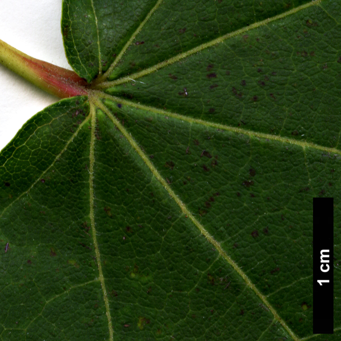 High resolution image: Family: Sapindaceae - Genus: Acer - Taxon: pictum High resolution image: Family: Sapindaceae - Genus: Acer - Taxon: pictum