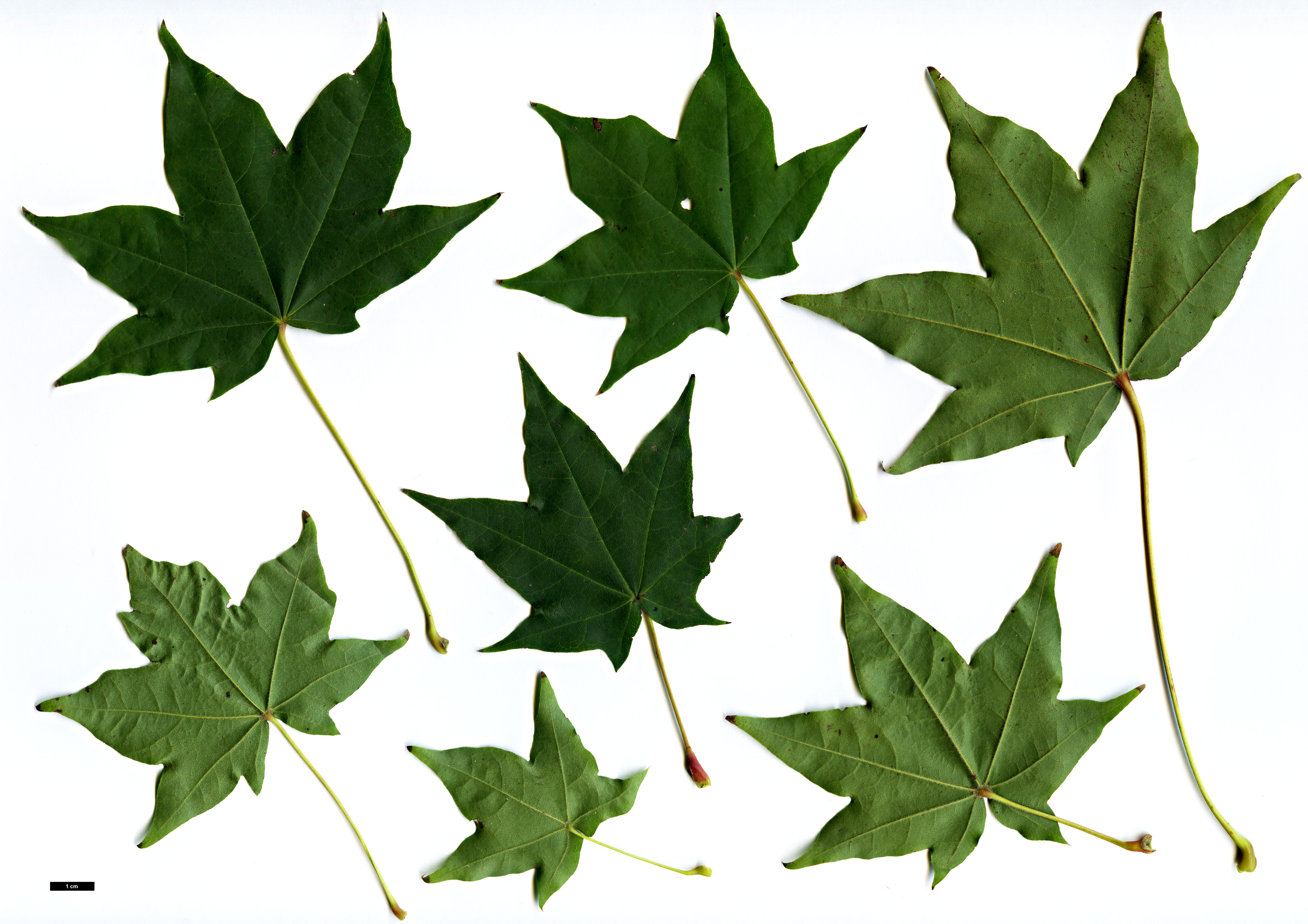 High resolution image: Family: Sapindaceae - Genus: Acer - Taxon: pictum High resolution image: Family: Sapindaceae - Genus: Acer - Taxon: pictum