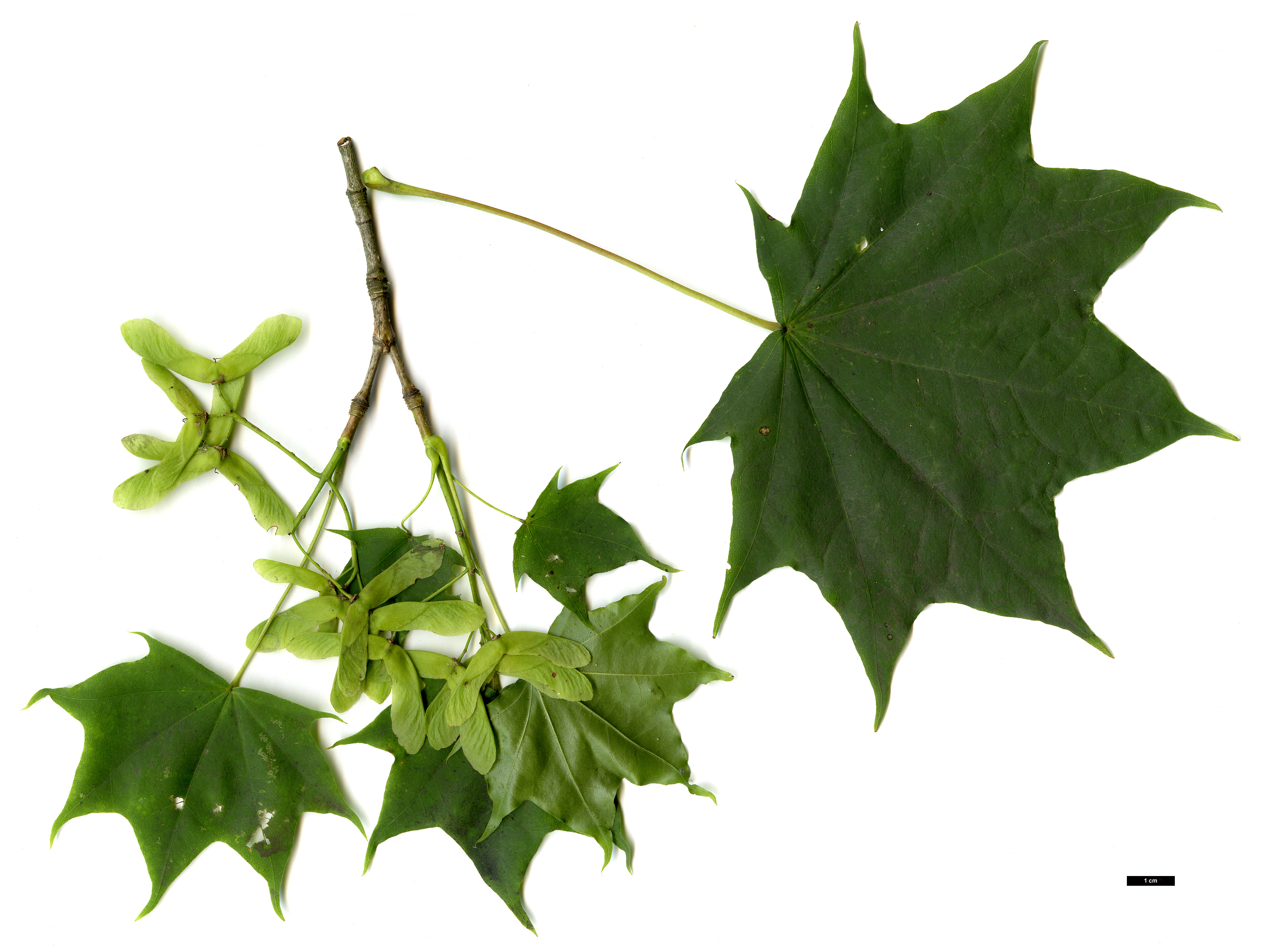 High resolution image: Family: Sapindaceae - Genus: Acer - Taxon: pictum High resolution image: Family: Sapindaceae - Genus: Acer - Taxon: pictum