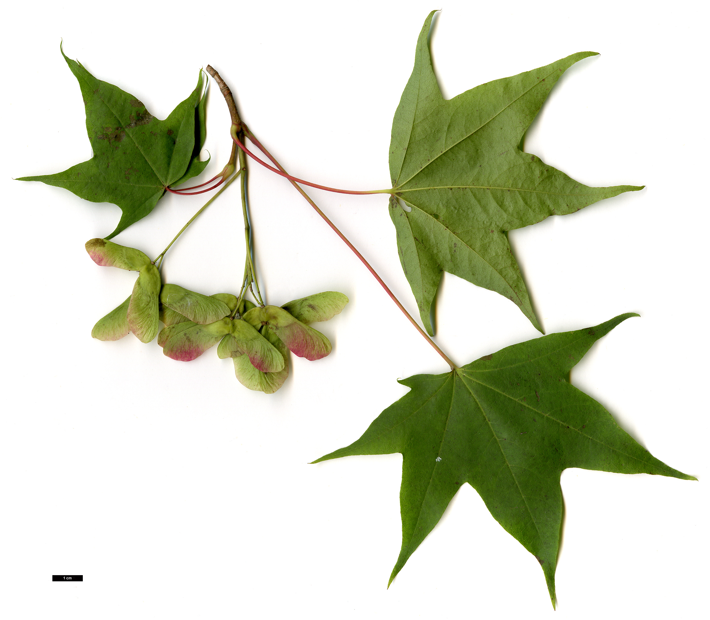 High resolution image: Family: Sapindaceae - Genus: Acer - Taxon: pictum High resolution image: Family: Sapindaceae - Genus: Acer - Taxon: pictum