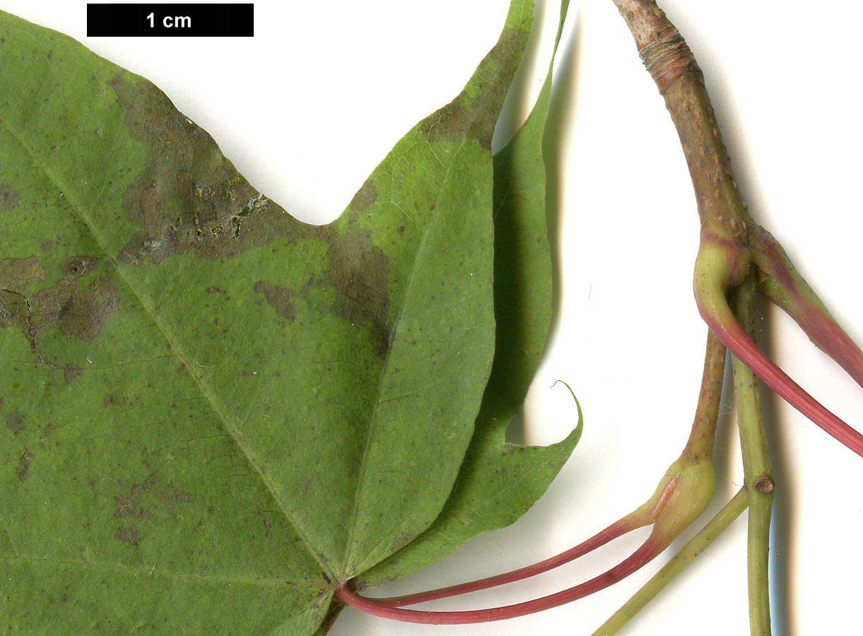High resolution image: Family: Sapindaceae - Genus: Acer - Taxon: pictum High resolution image: Family: Sapindaceae - Genus: Acer - Taxon: pictum