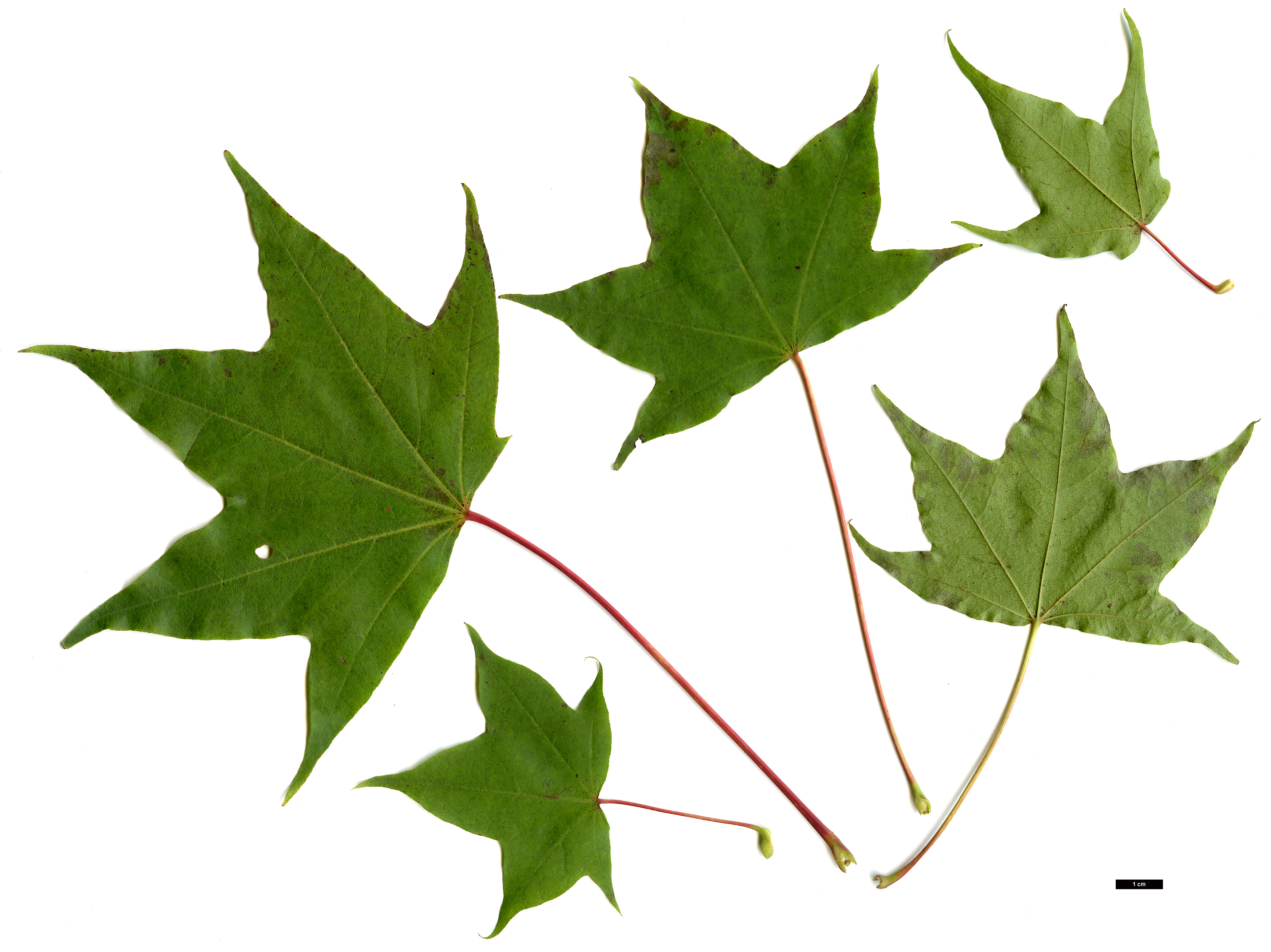 High resolution image: Family: Sapindaceae - Genus: Acer - Taxon: pictum High resolution image: Family: Sapindaceae - Genus: Acer - Taxon: pictum