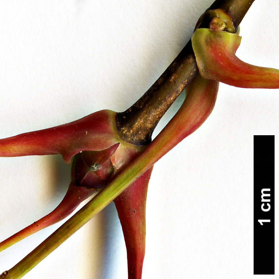 High resolution image: Family: Sapindaceae - Genus: Acer - Taxon: pictum High resolution image: Family: Sapindaceae - Genus: Acer - Taxon: pictum