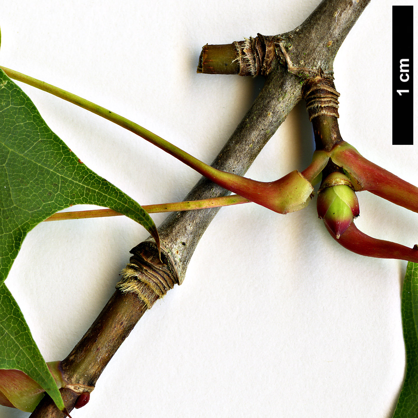 High resolution image: Family: Sapindaceae - Genus: Acer - Taxon: pictum High resolution image: Family: Sapindaceae - Genus: Acer - Taxon: pictum