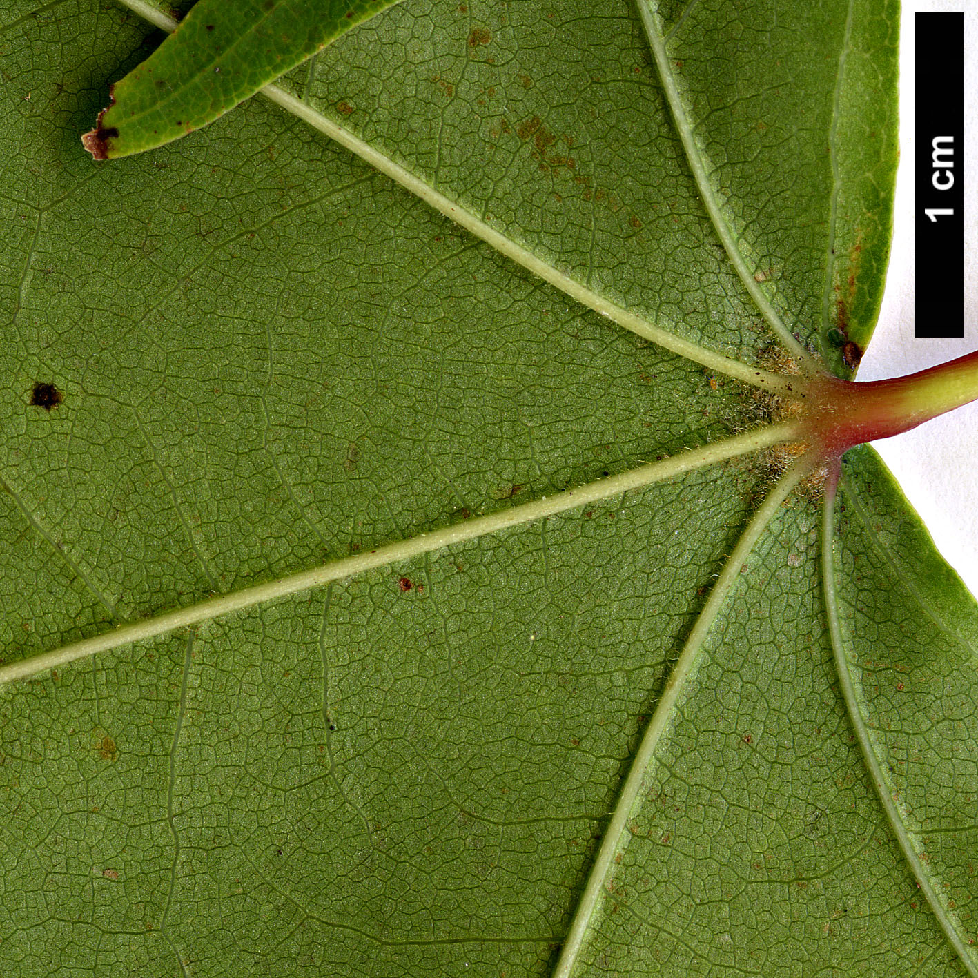 High resolution image: Family: Sapindaceae - Genus: Acer - Taxon: pictum High resolution image: Family: Sapindaceae - Genus: Acer - Taxon: pictum