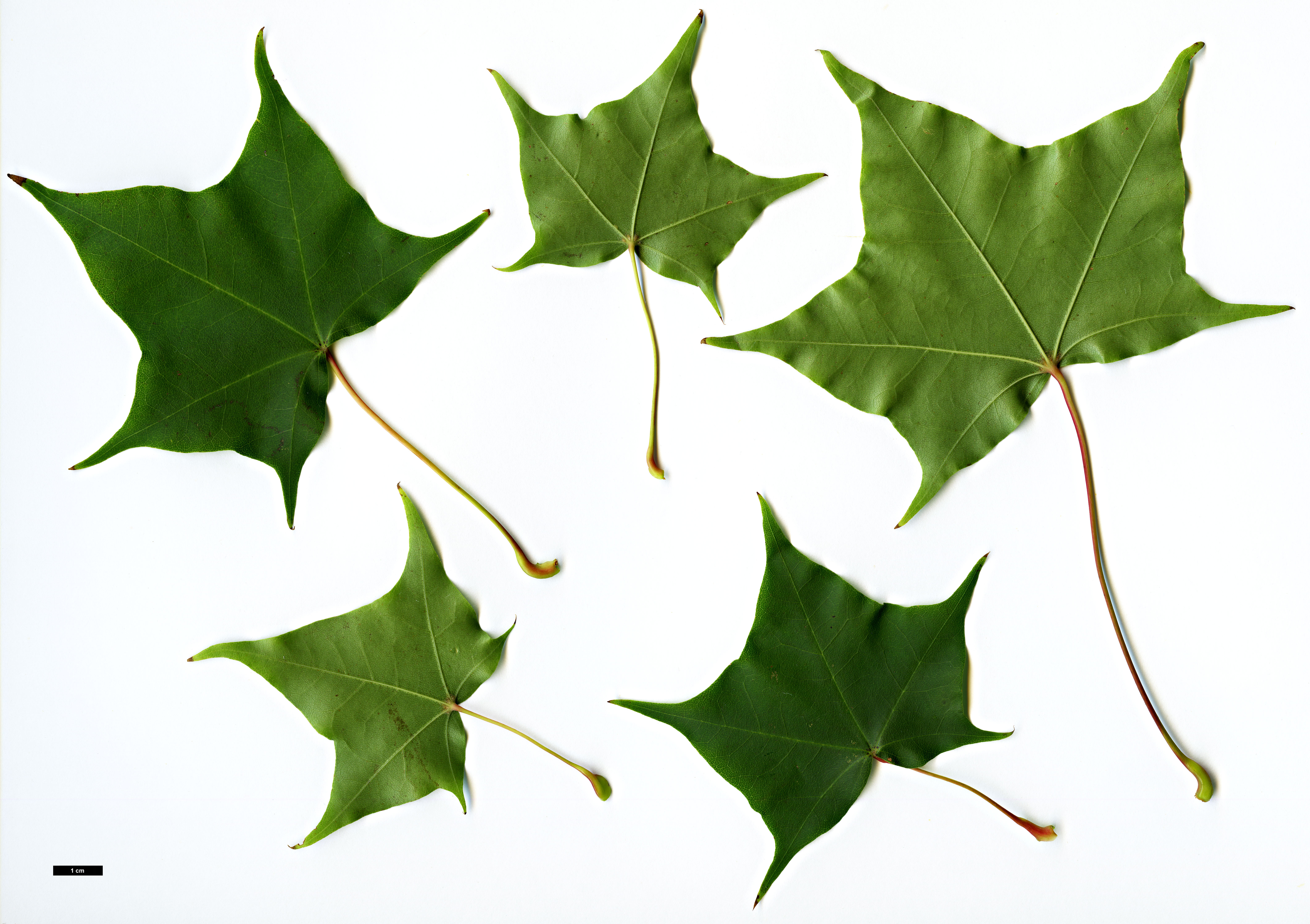 High resolution image: Family: Sapindaceae - Genus: Acer - Taxon: pictum High resolution image: Family: Sapindaceae - Genus: Acer - Taxon: pictum