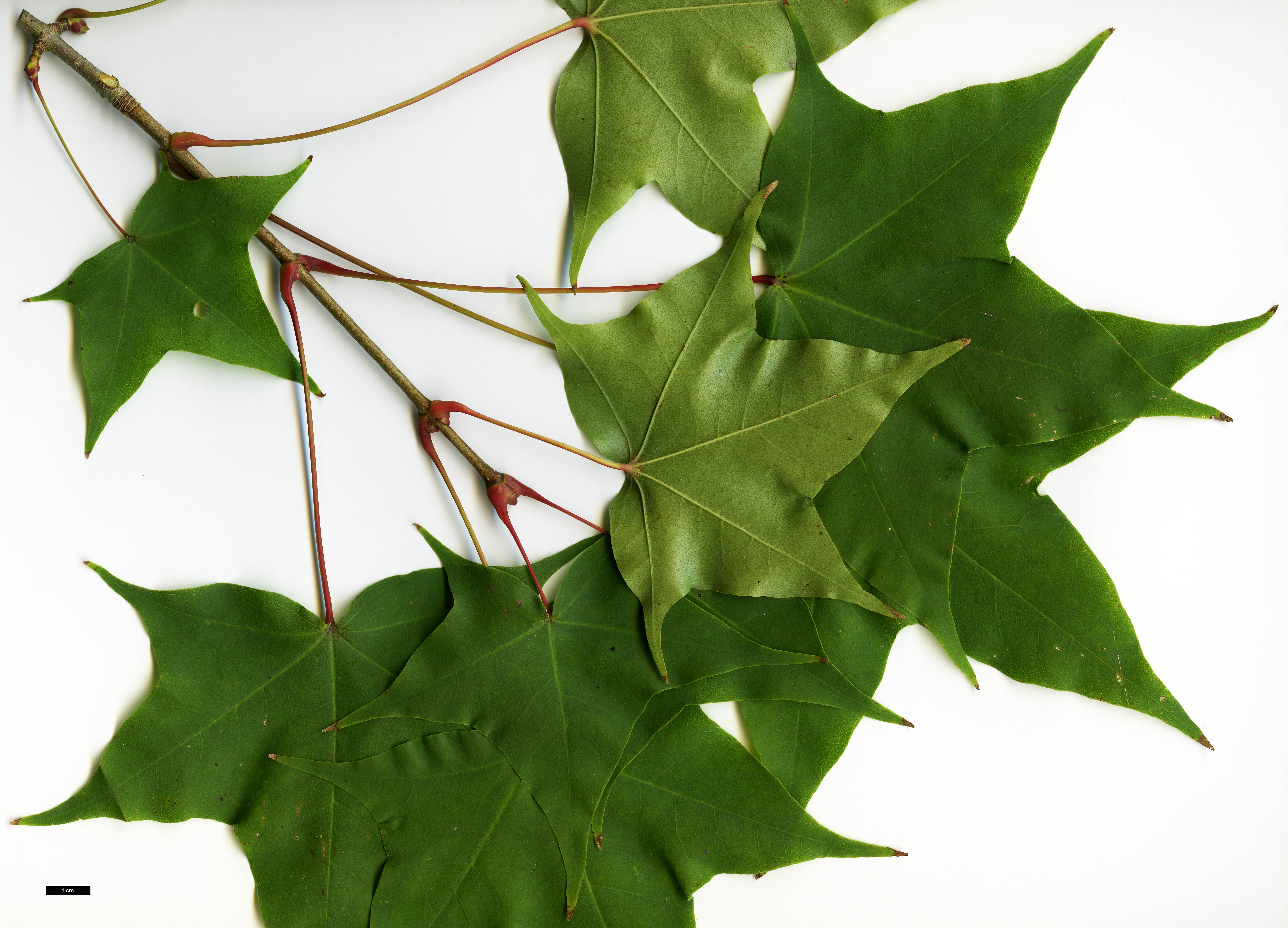 High resolution image: Family: Sapindaceae - Genus: Acer - Taxon: pictum High resolution image: Family: Sapindaceae - Genus: Acer - Taxon: pictum