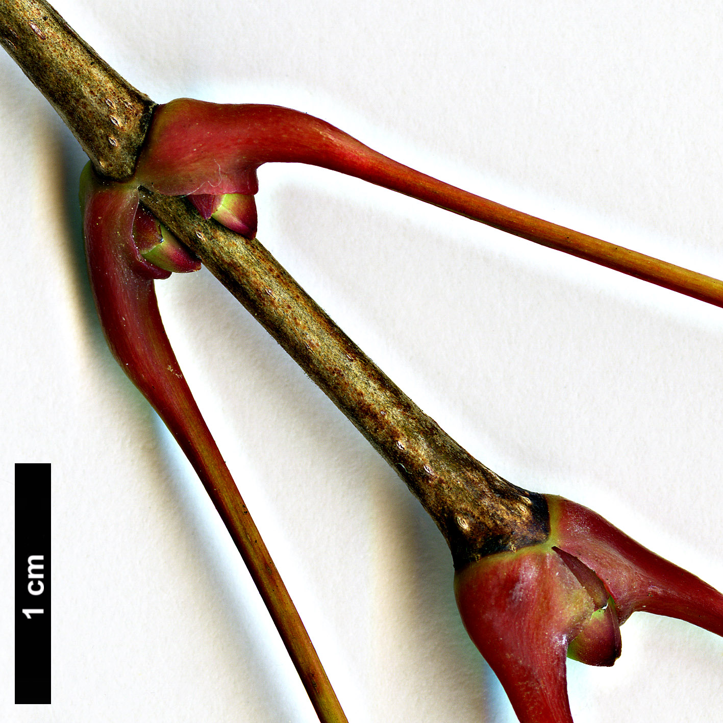 High resolution image: Family: Sapindaceae - Genus: Acer - Taxon: pictum High resolution image: Family: Sapindaceae - Genus: Acer - Taxon: pictum