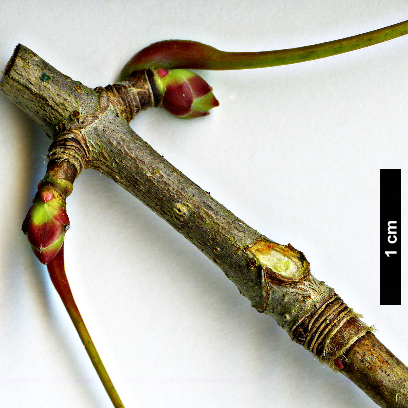 High resolution image: Family: Sapindaceae - Genus: Acer - Taxon: pictum High resolution image: Family: Sapindaceae - Genus: Acer - Taxon: pictum