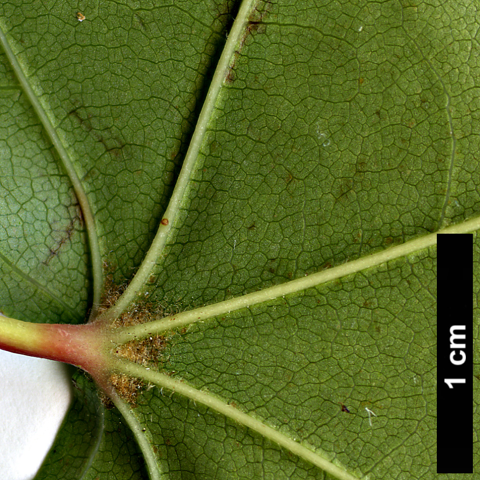 High resolution image: Family: Sapindaceae - Genus: Acer - Taxon: pictum High resolution image: Family: Sapindaceae - Genus: Acer - Taxon: pictum